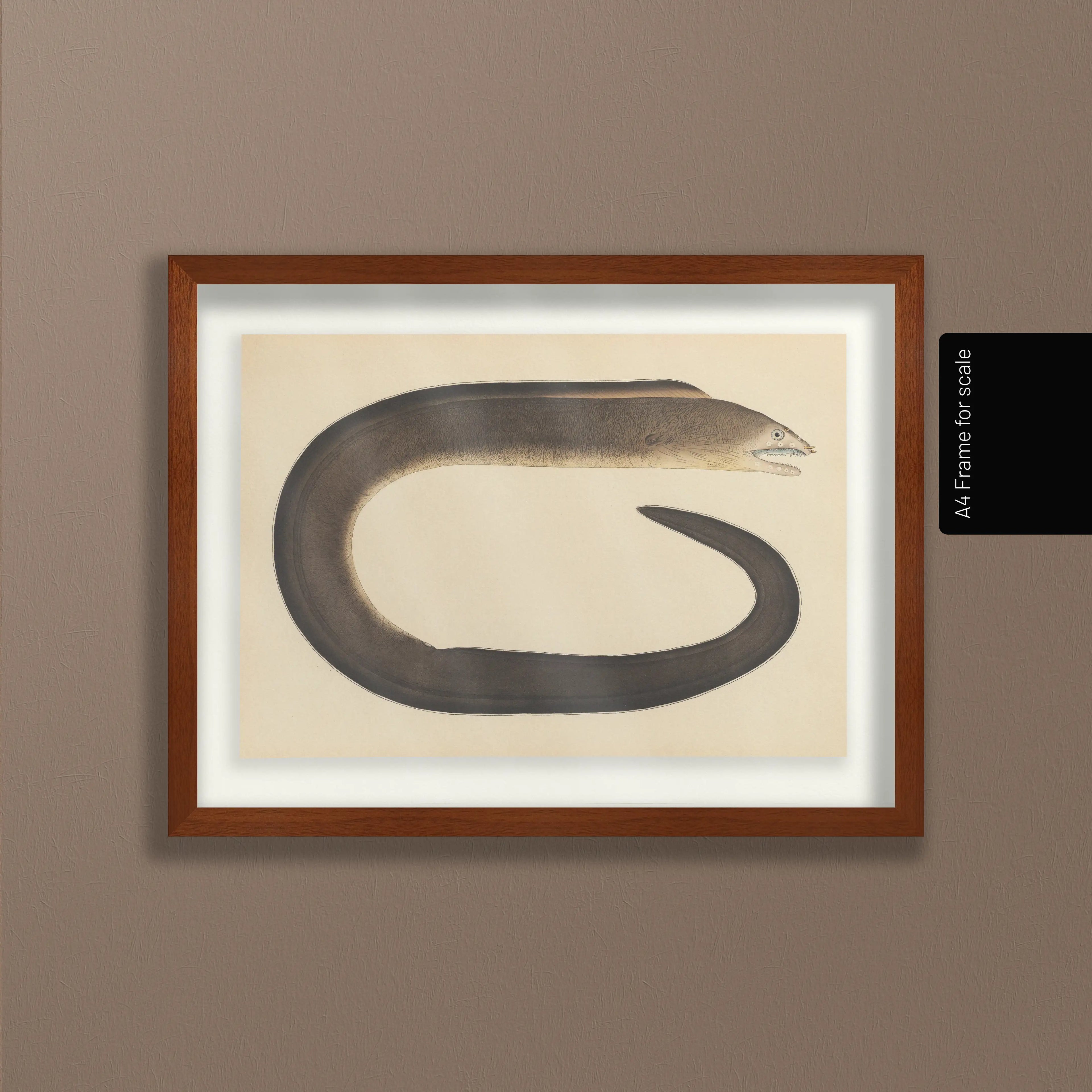 Natural History: Plate No. 66