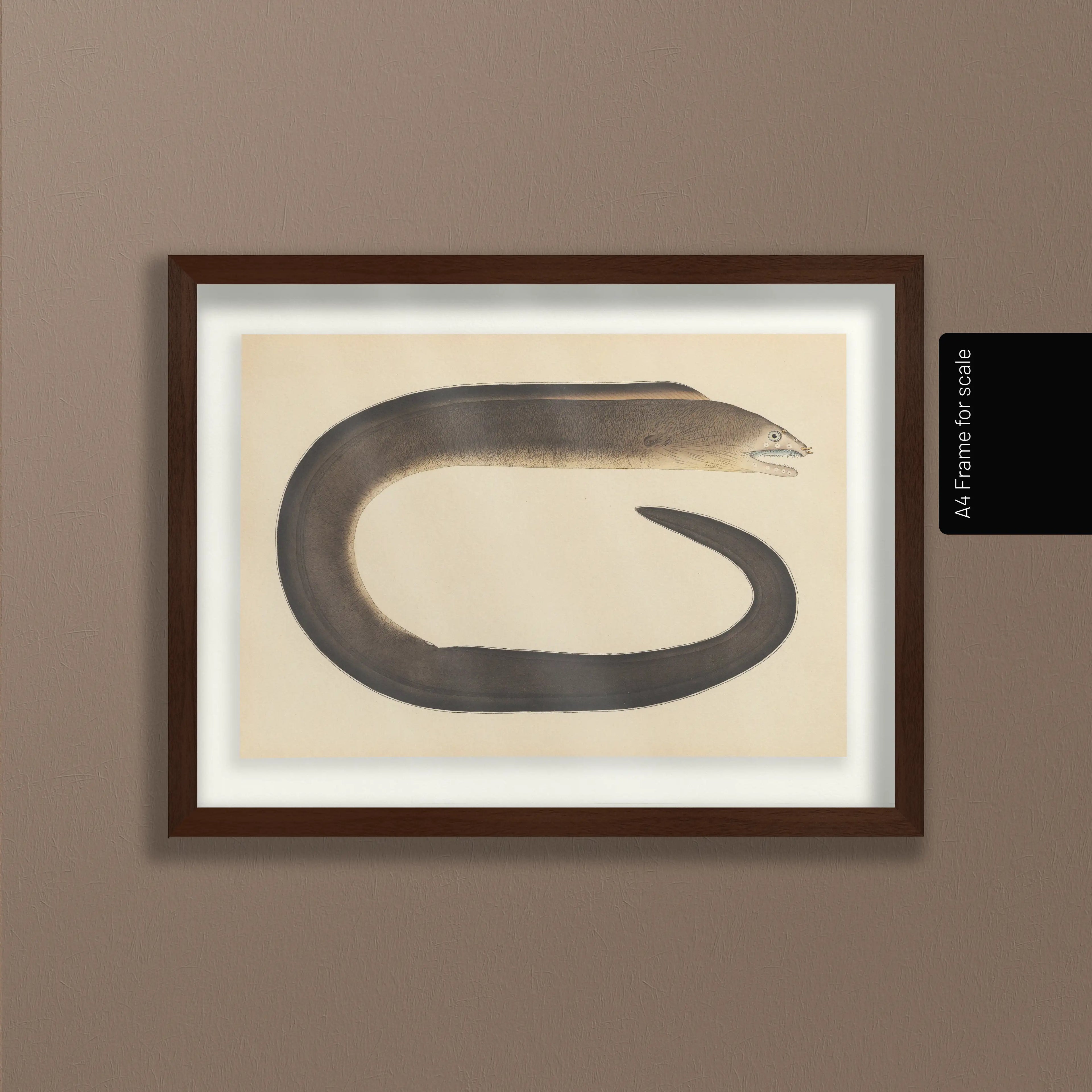 Natural History: Plate No. 66