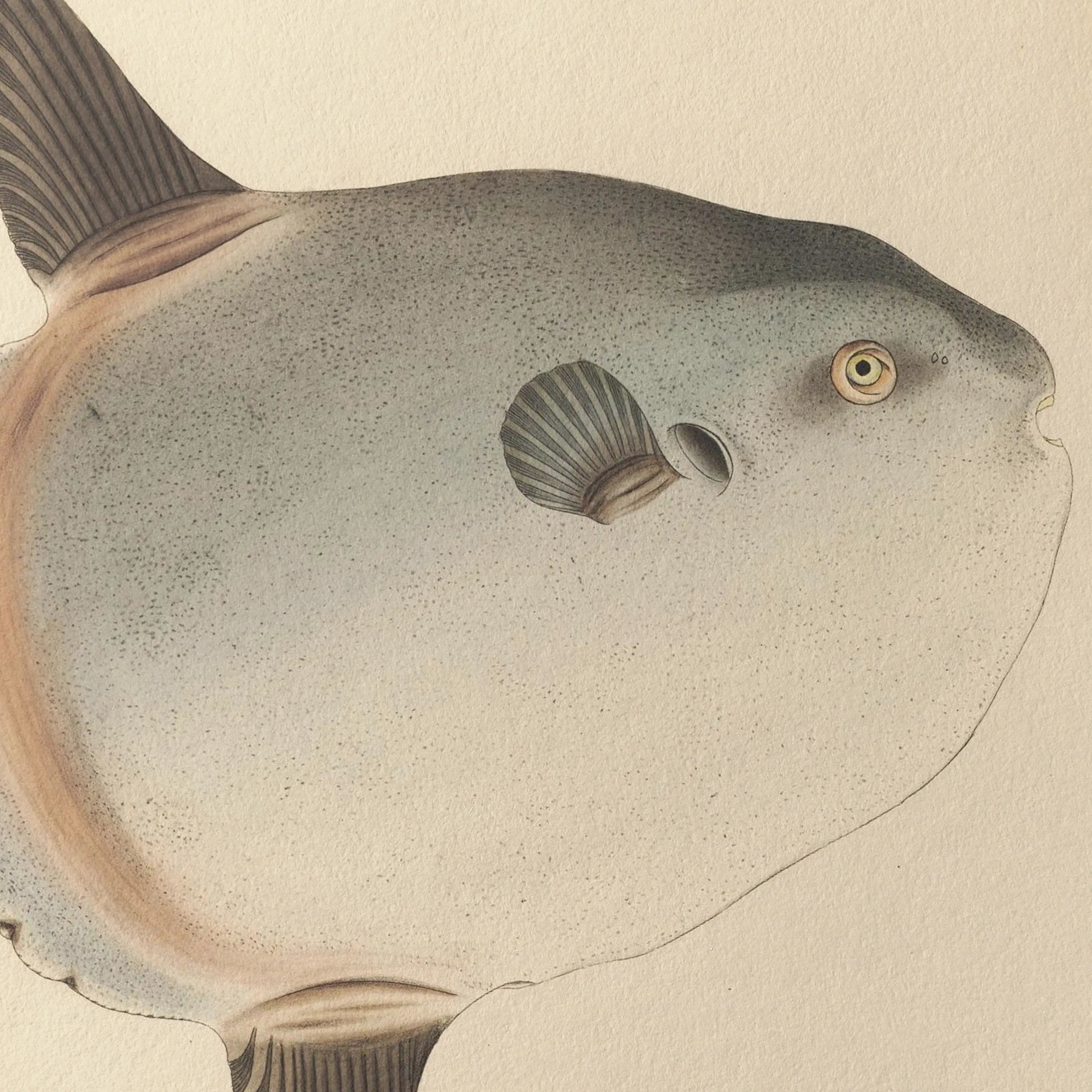 Natural History: Plate No. 67
