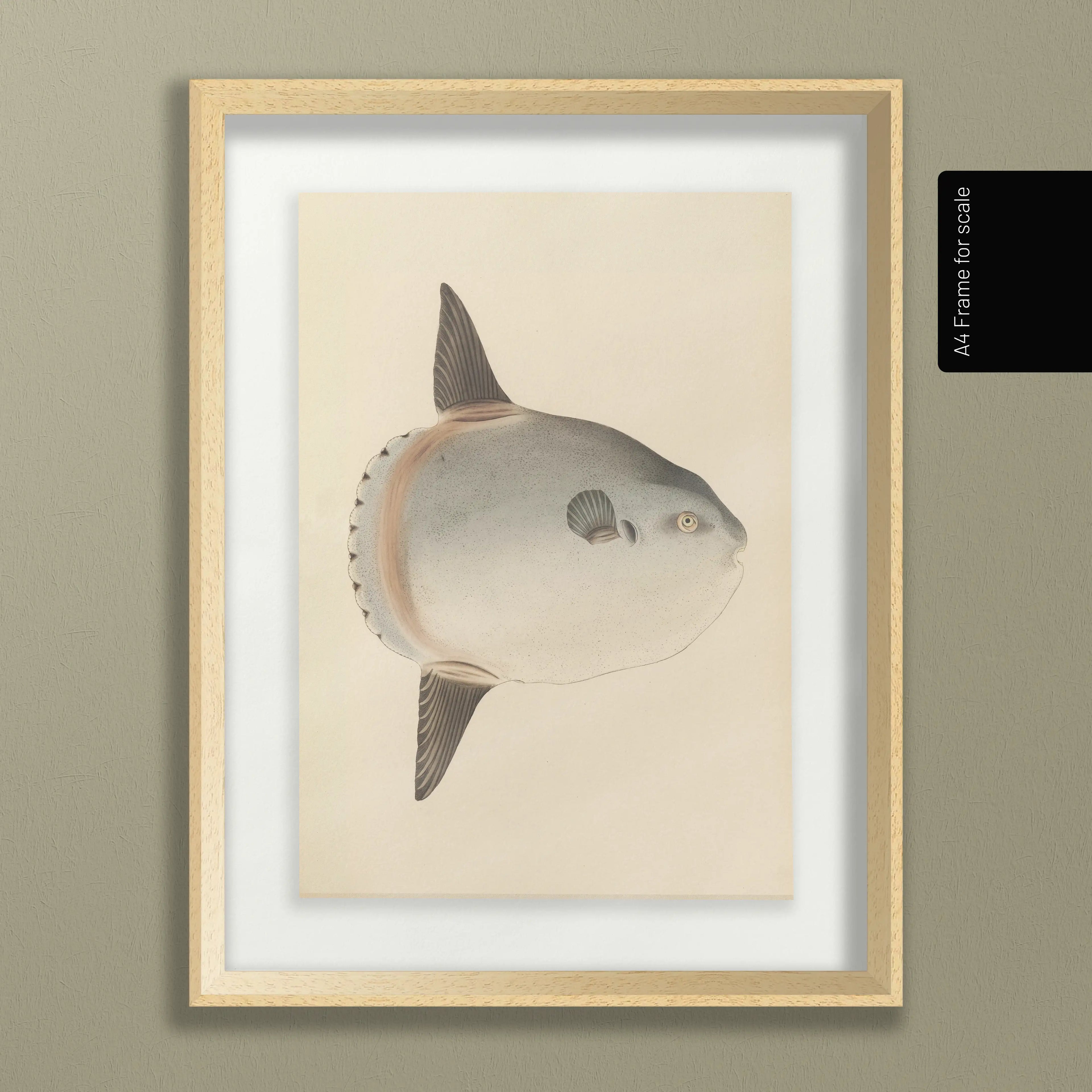 Natural History: Plate No. 67