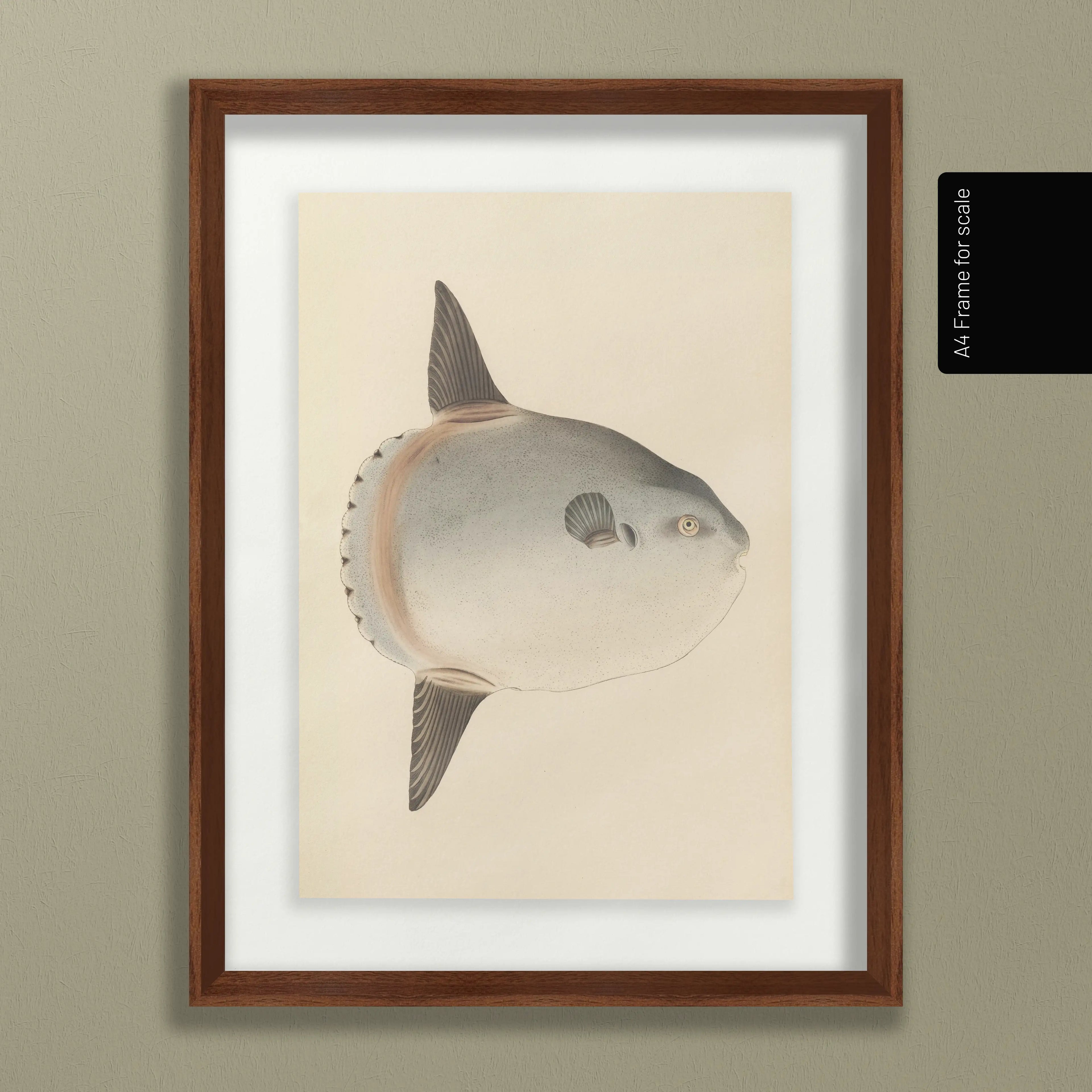 Natural History: Plate No. 67