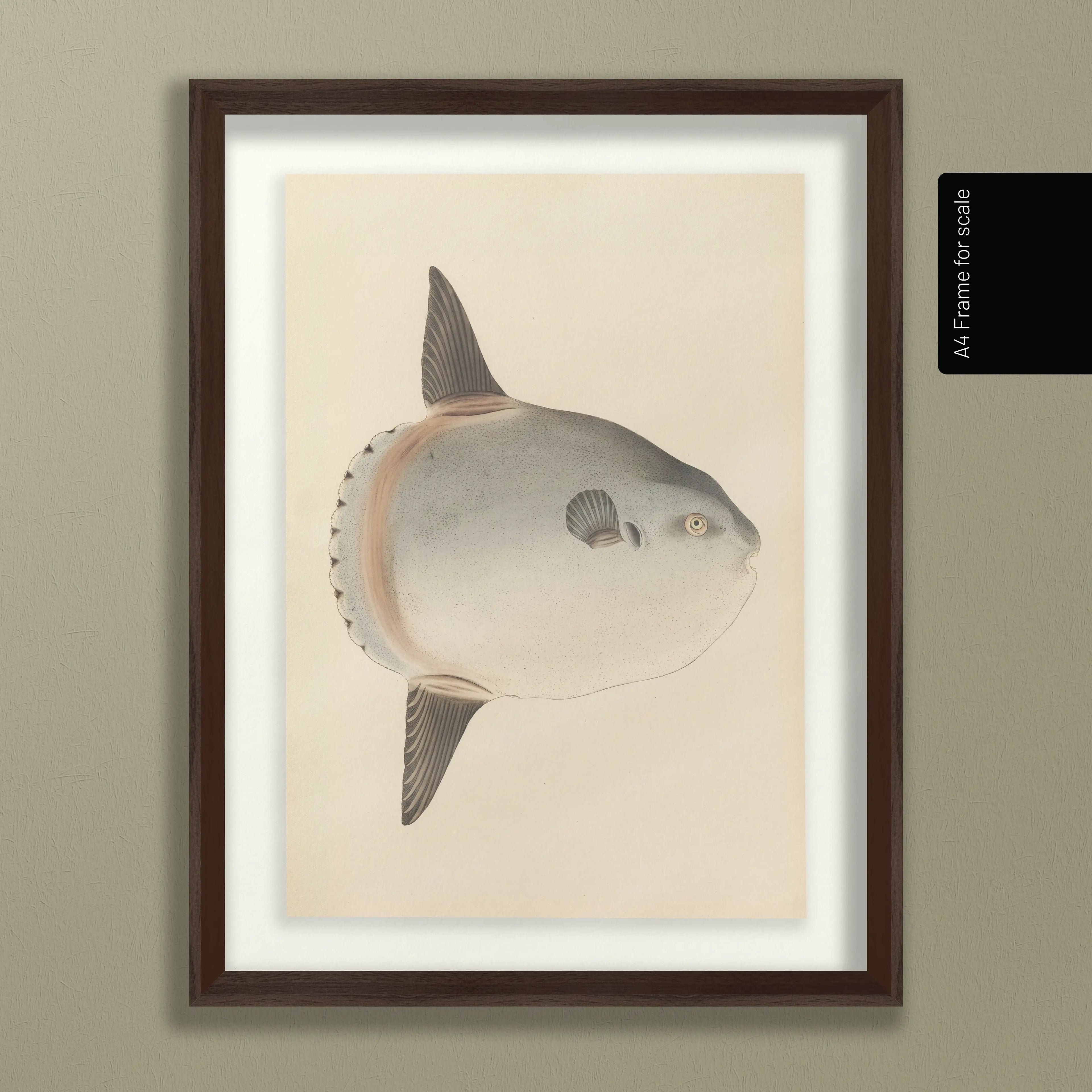 Natural History: Plate No. 67