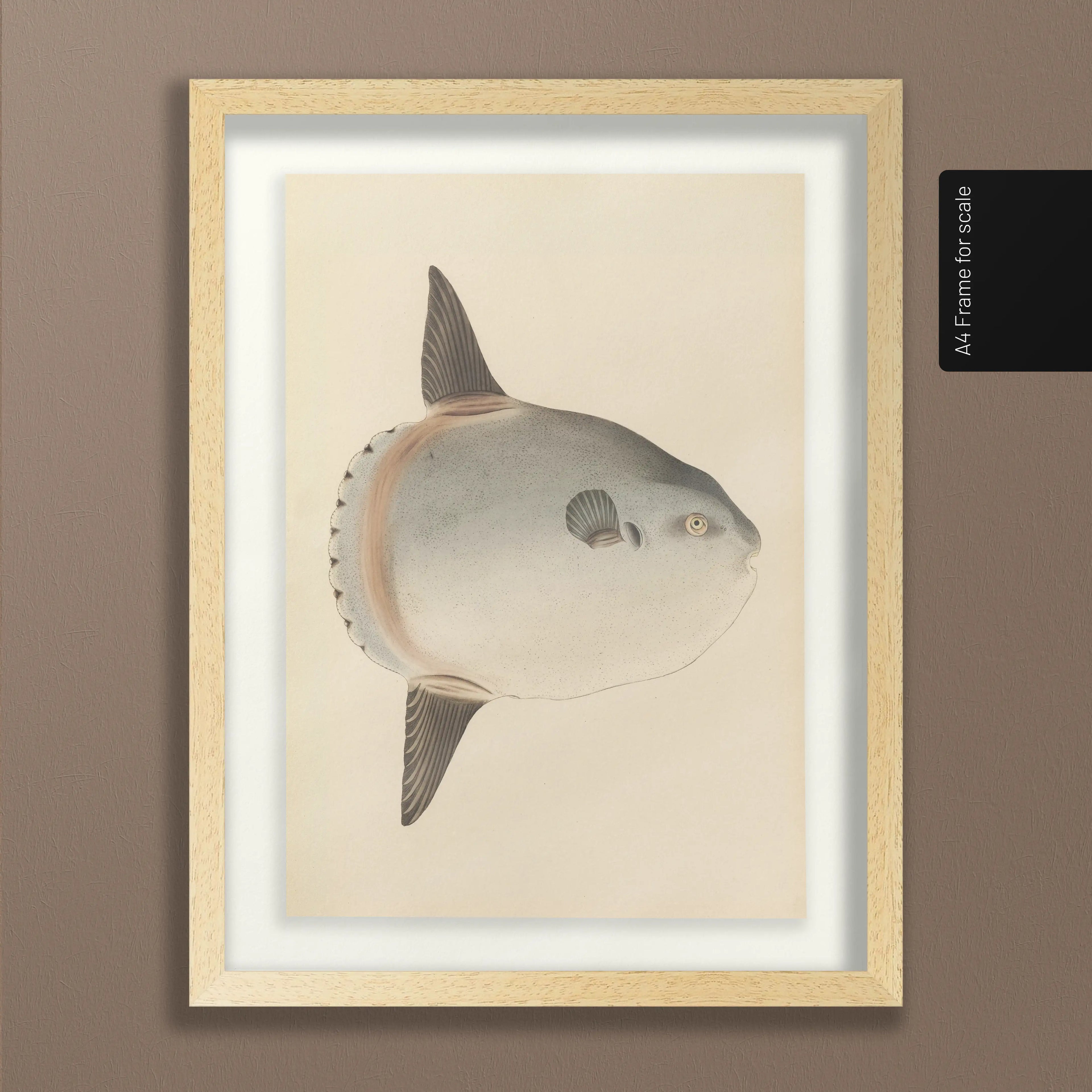 Natural History: Plate No. 67