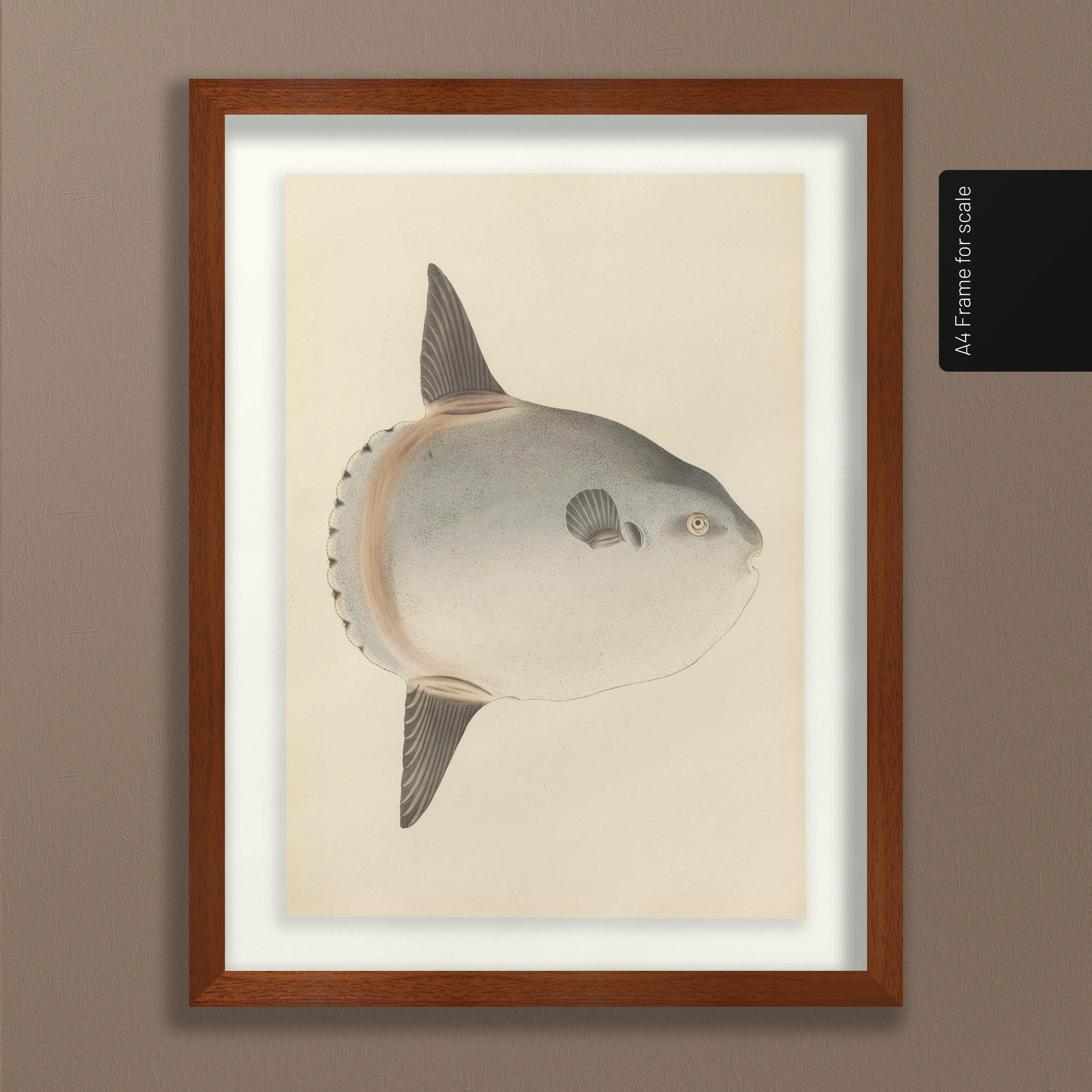 Natural History: Plate No. 67