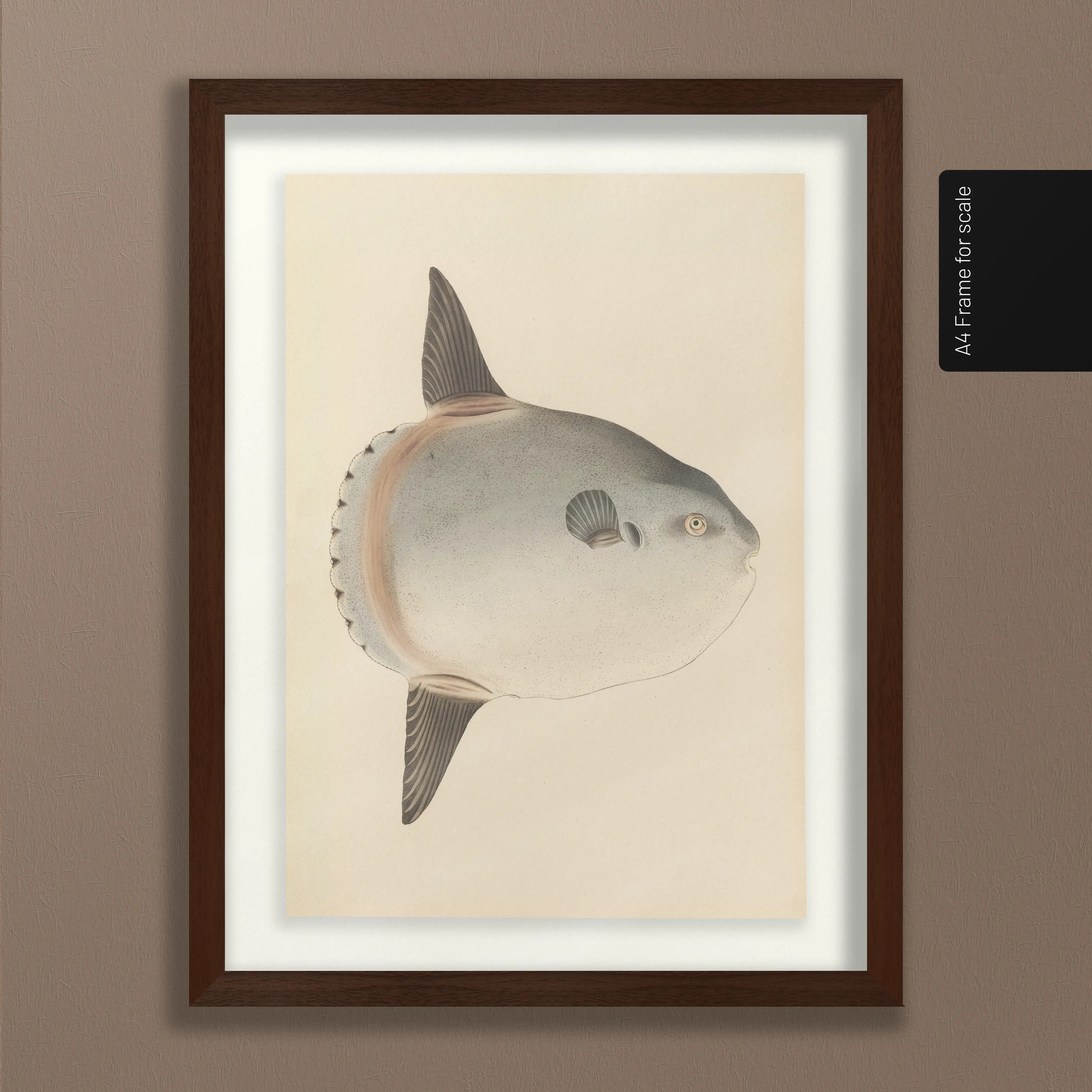 Natural History: Plate No. 67