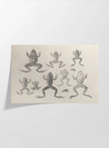 Natural History: Plate No. 68