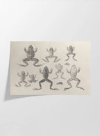 Natural History: Plate No. 68