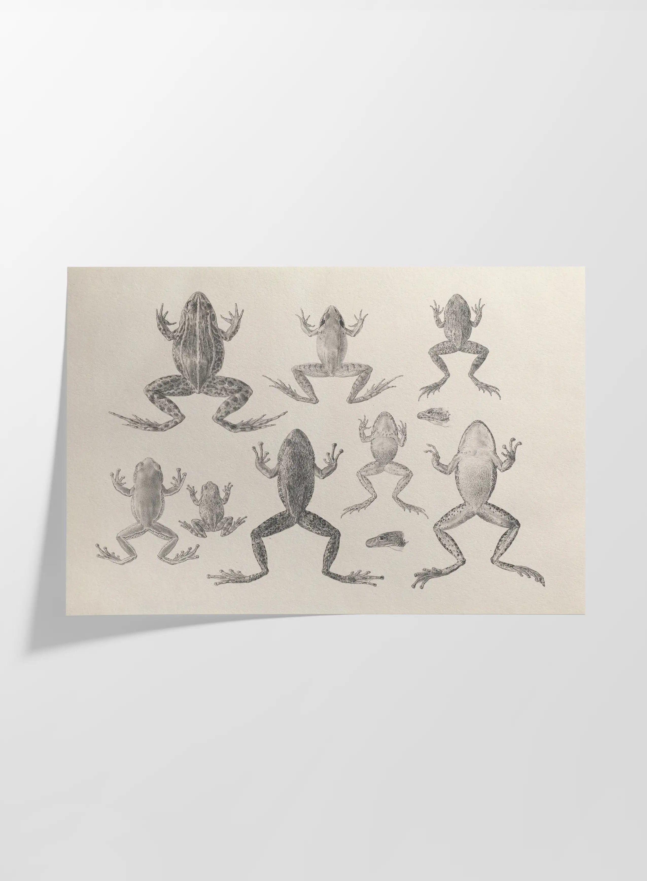 Natural History: Plate No. 68