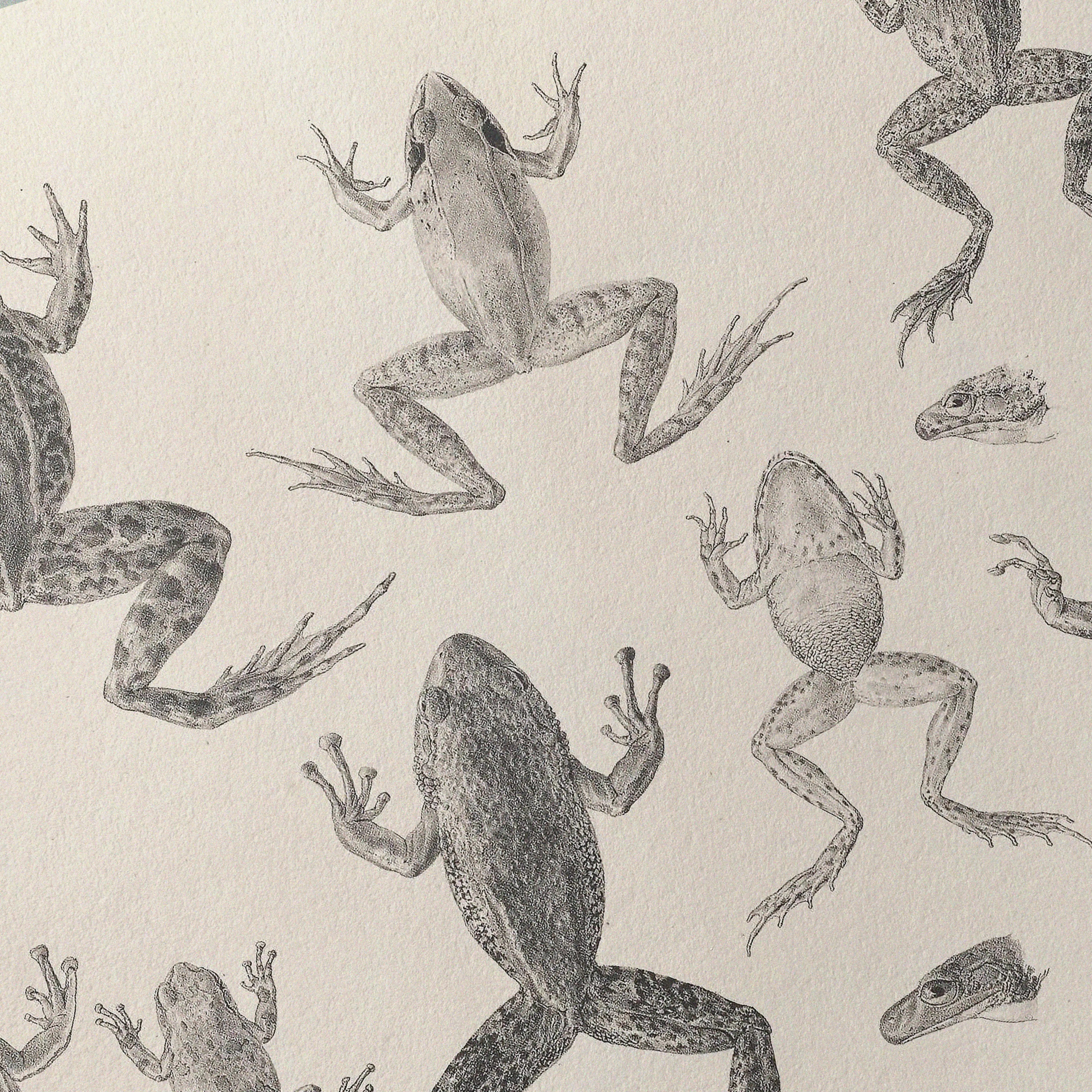 Natural History: Plate No. 68