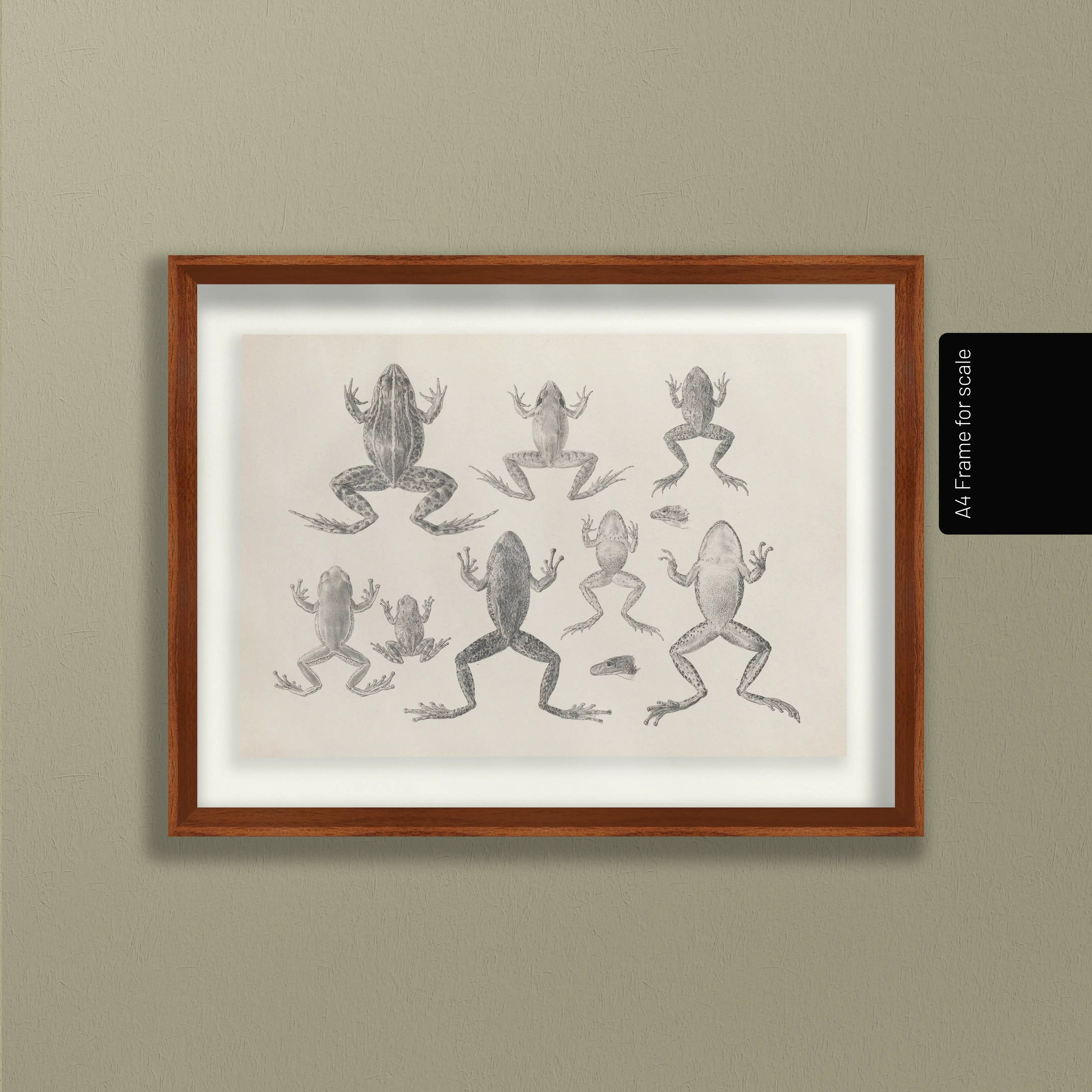 Natural History: Plate No. 68