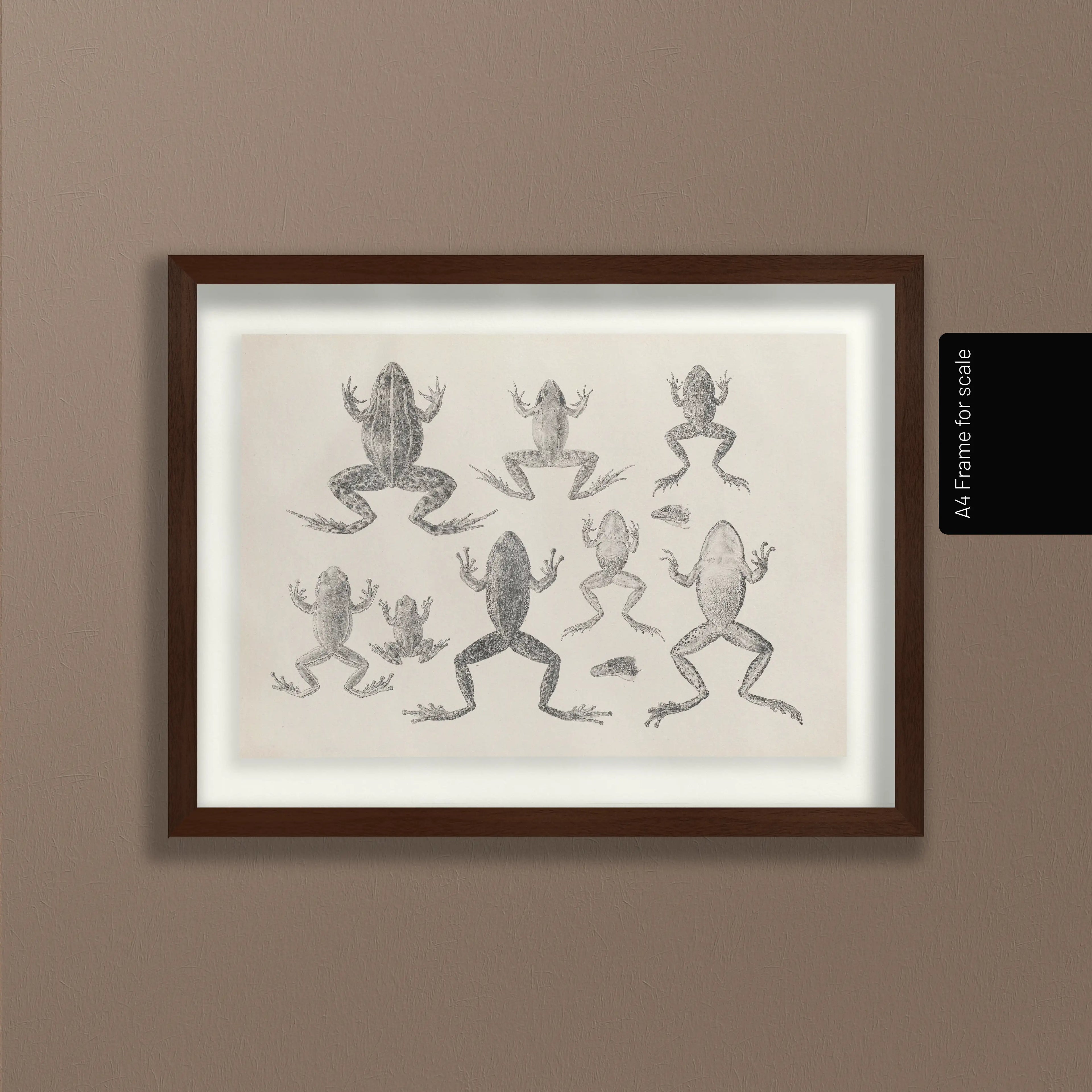 Natural History: Plate No. 68