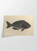 Natural History: Plate No. 69