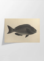 Natural History: Plate No. 69