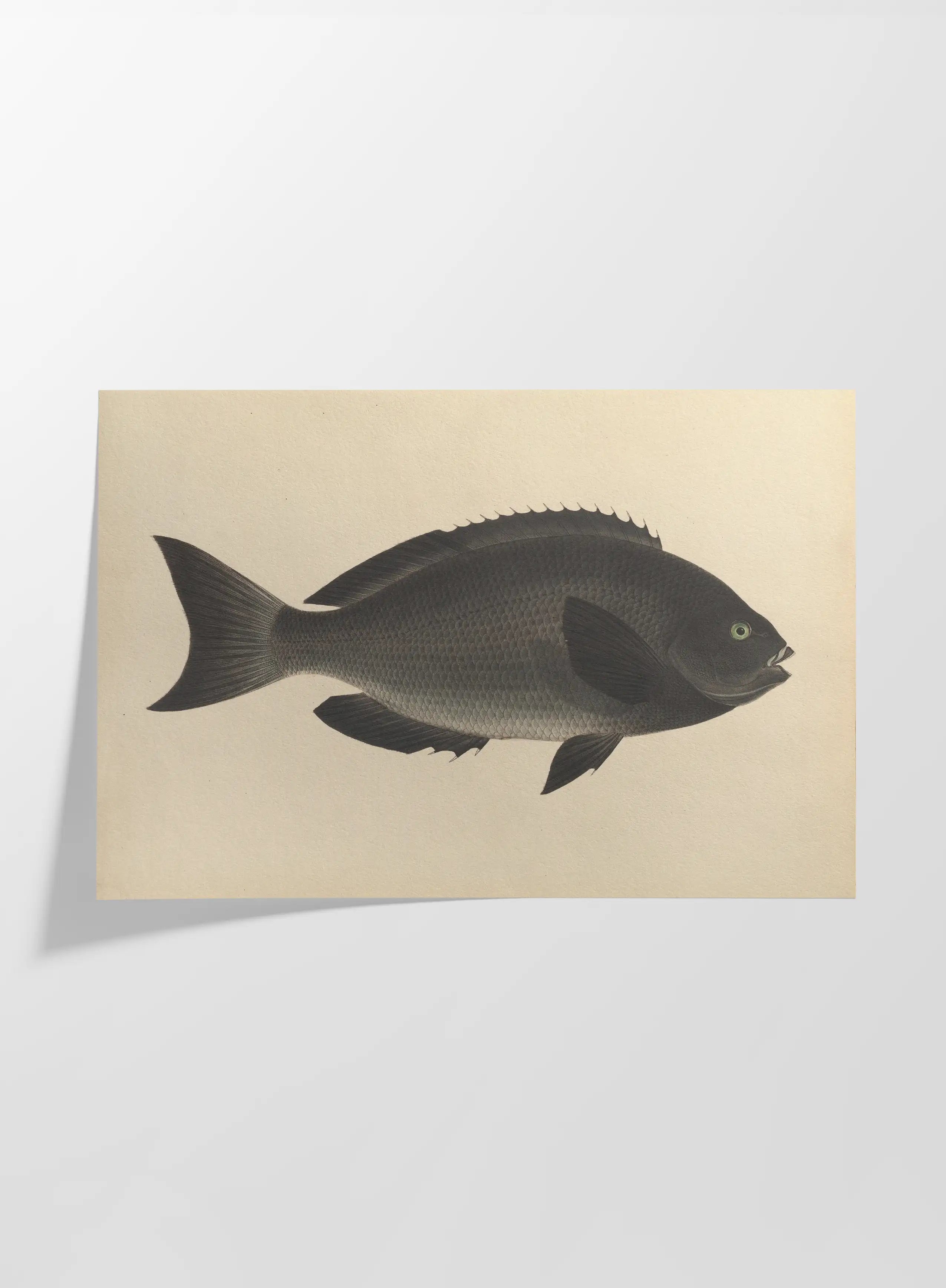 Natural History: Plate No. 69