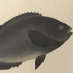 Natural History: Plate No. 69