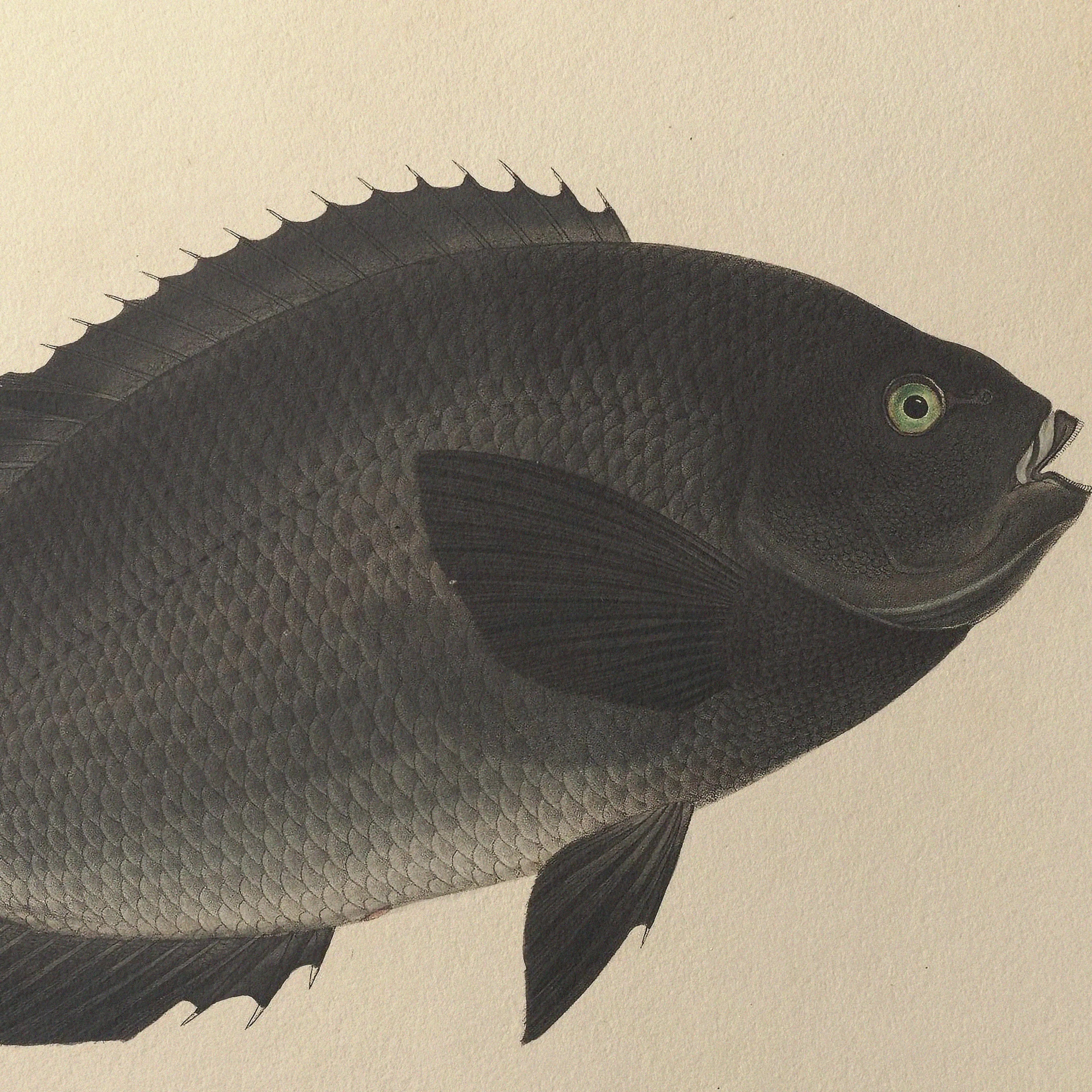 Natural History: Plate No. 69