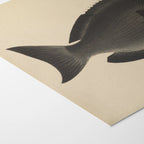 Natural History: Plate No. 69