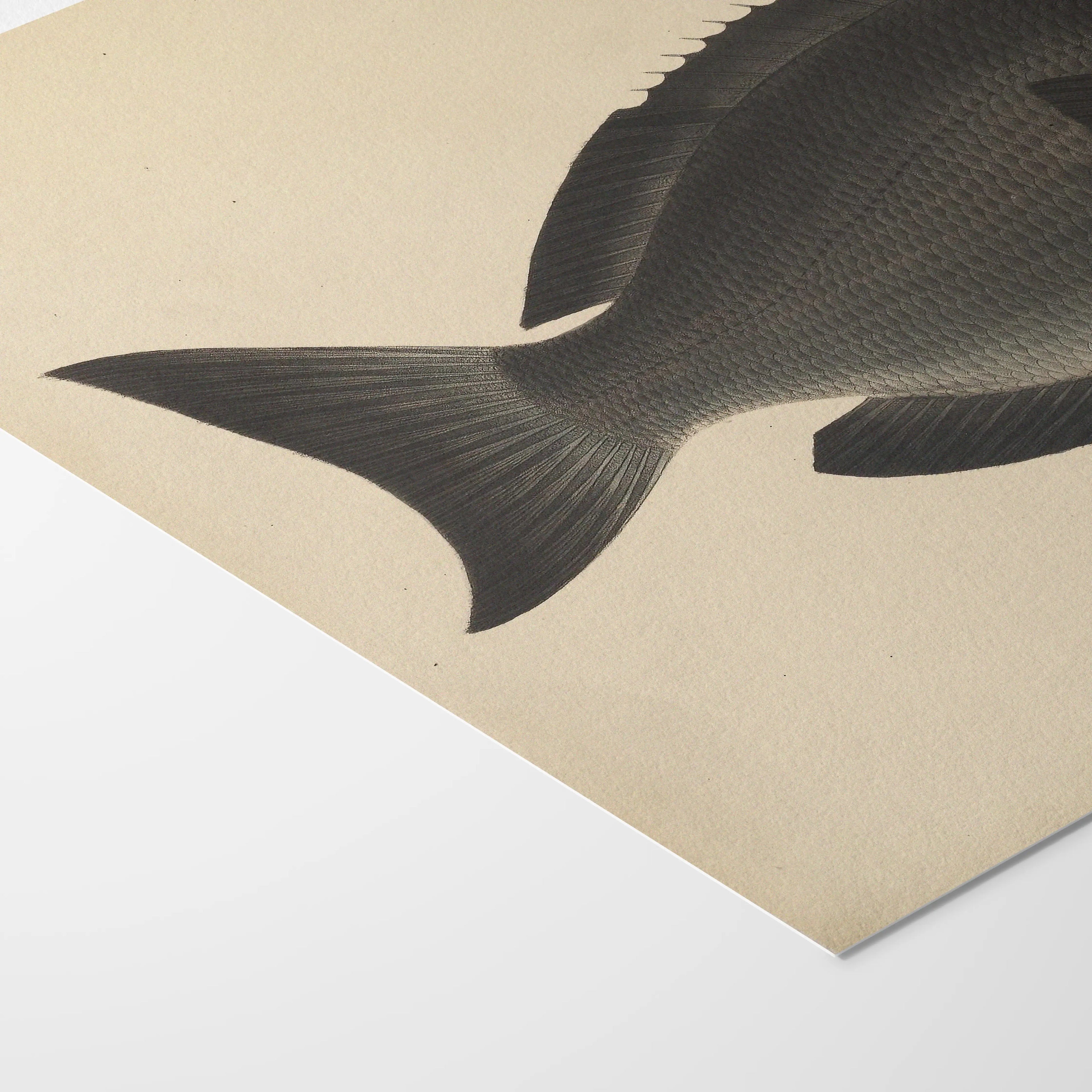 Natural History: Plate No. 69