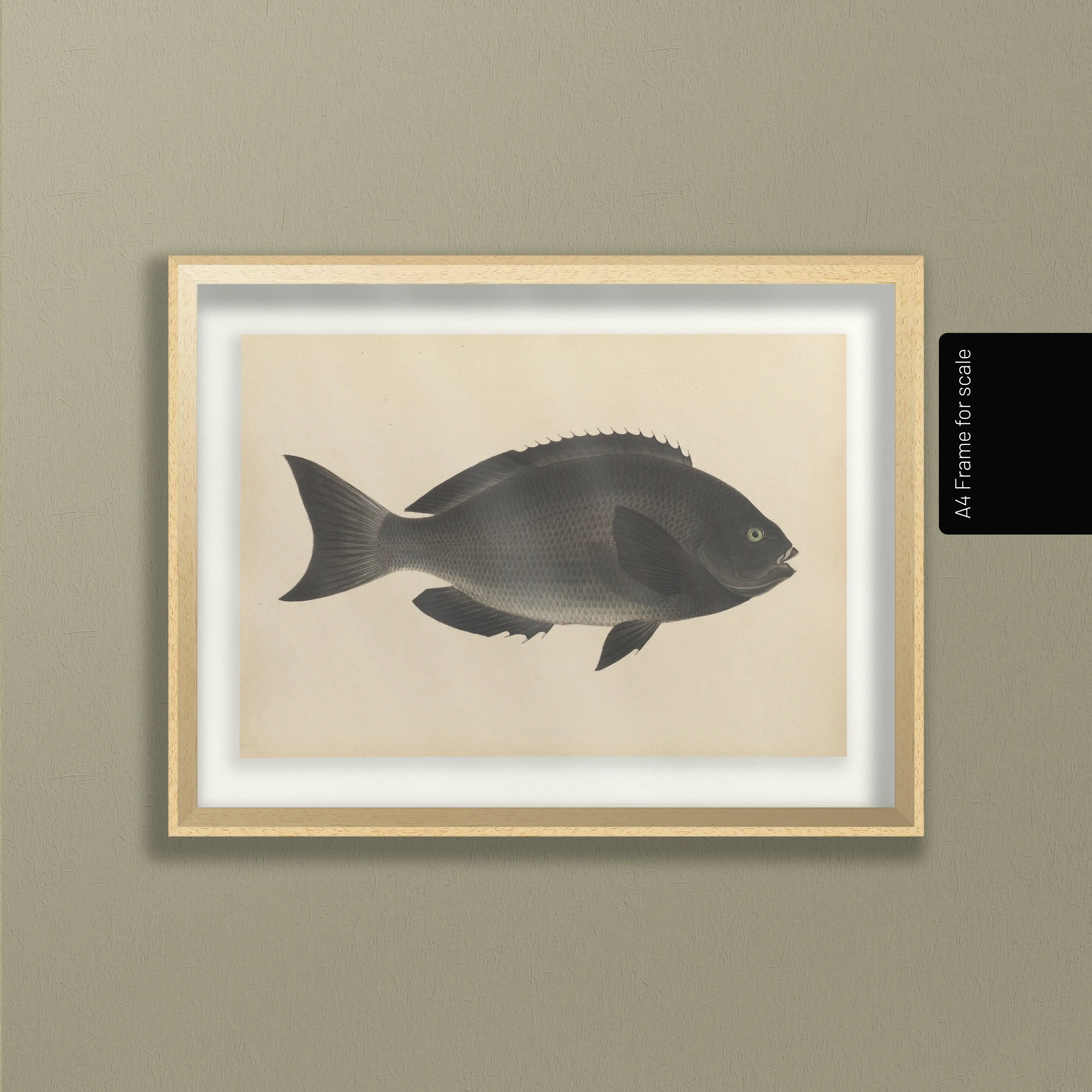 Natural History: Plate No. 69