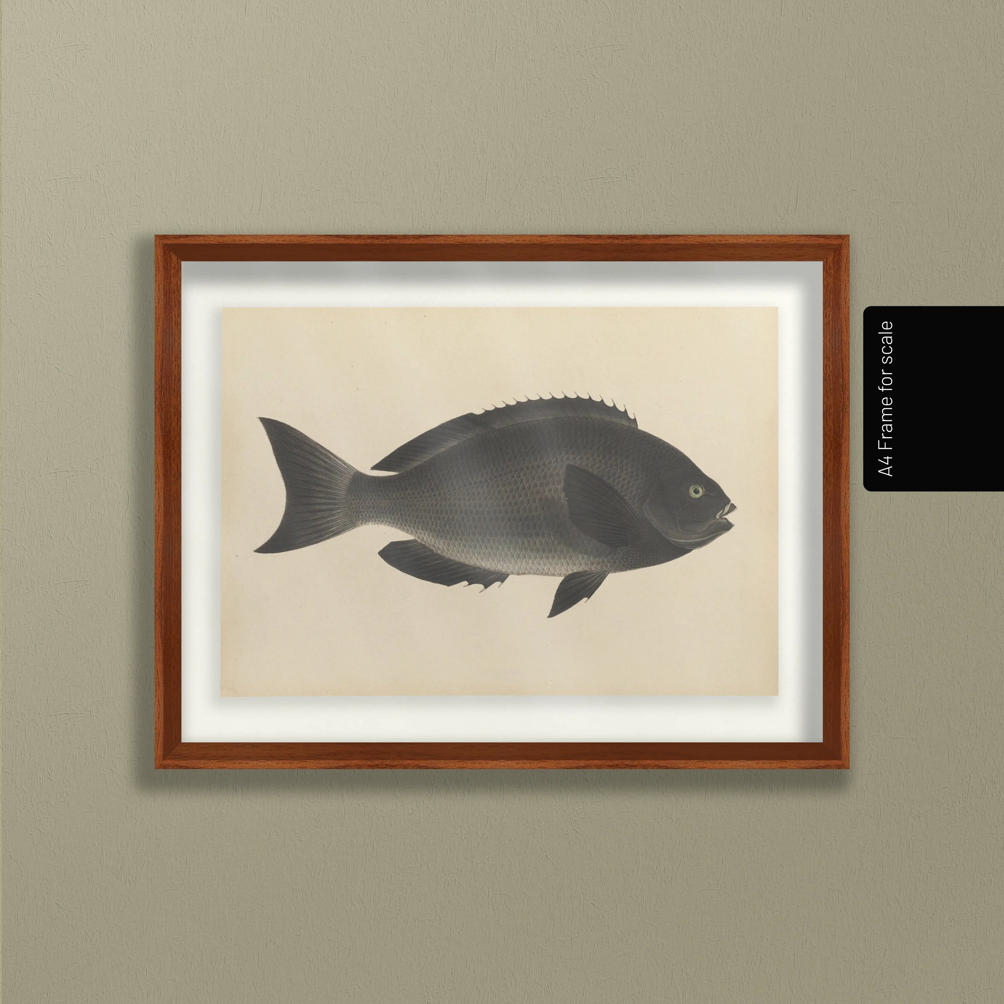 Natural History: Plate No. 69