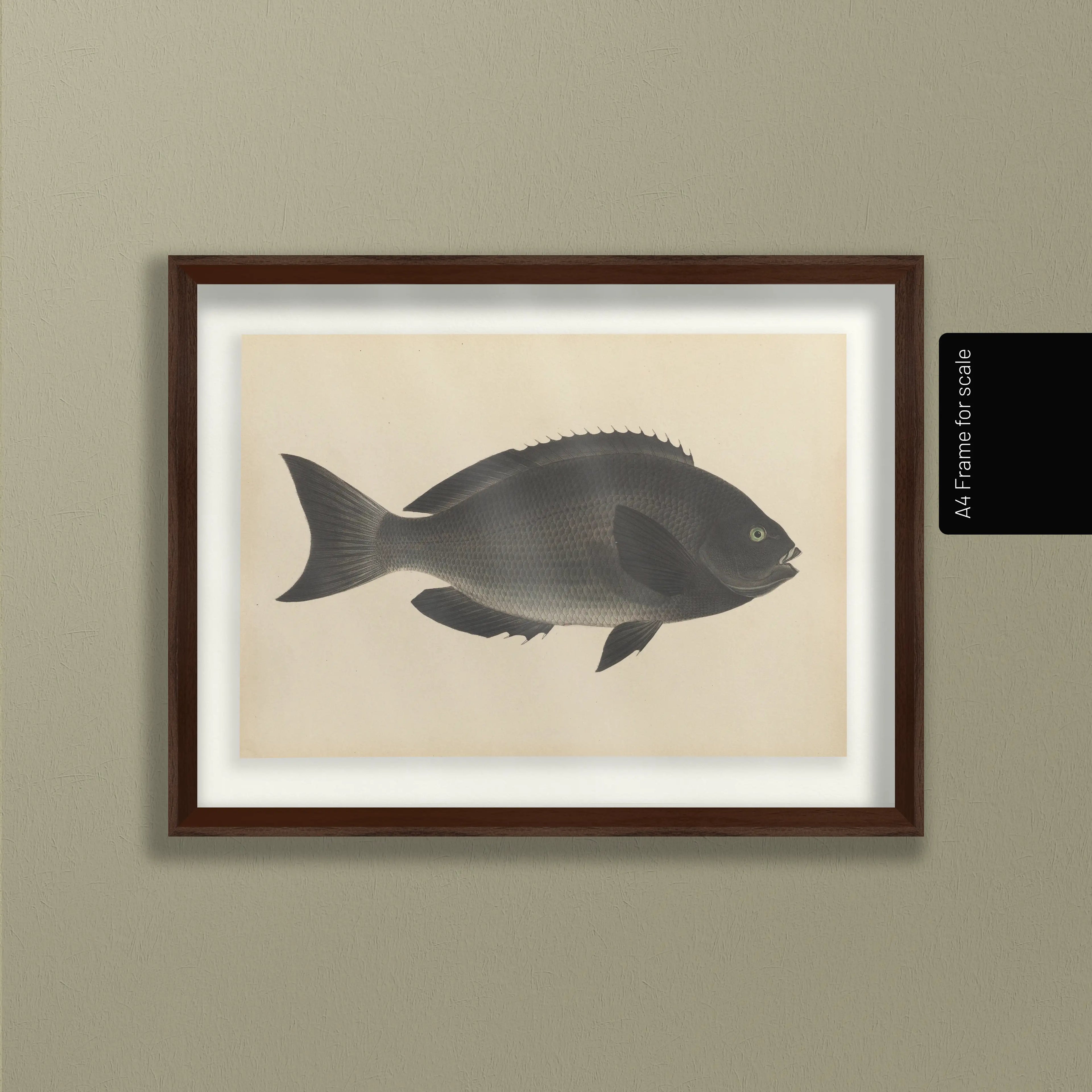 Natural History: Plate No. 69