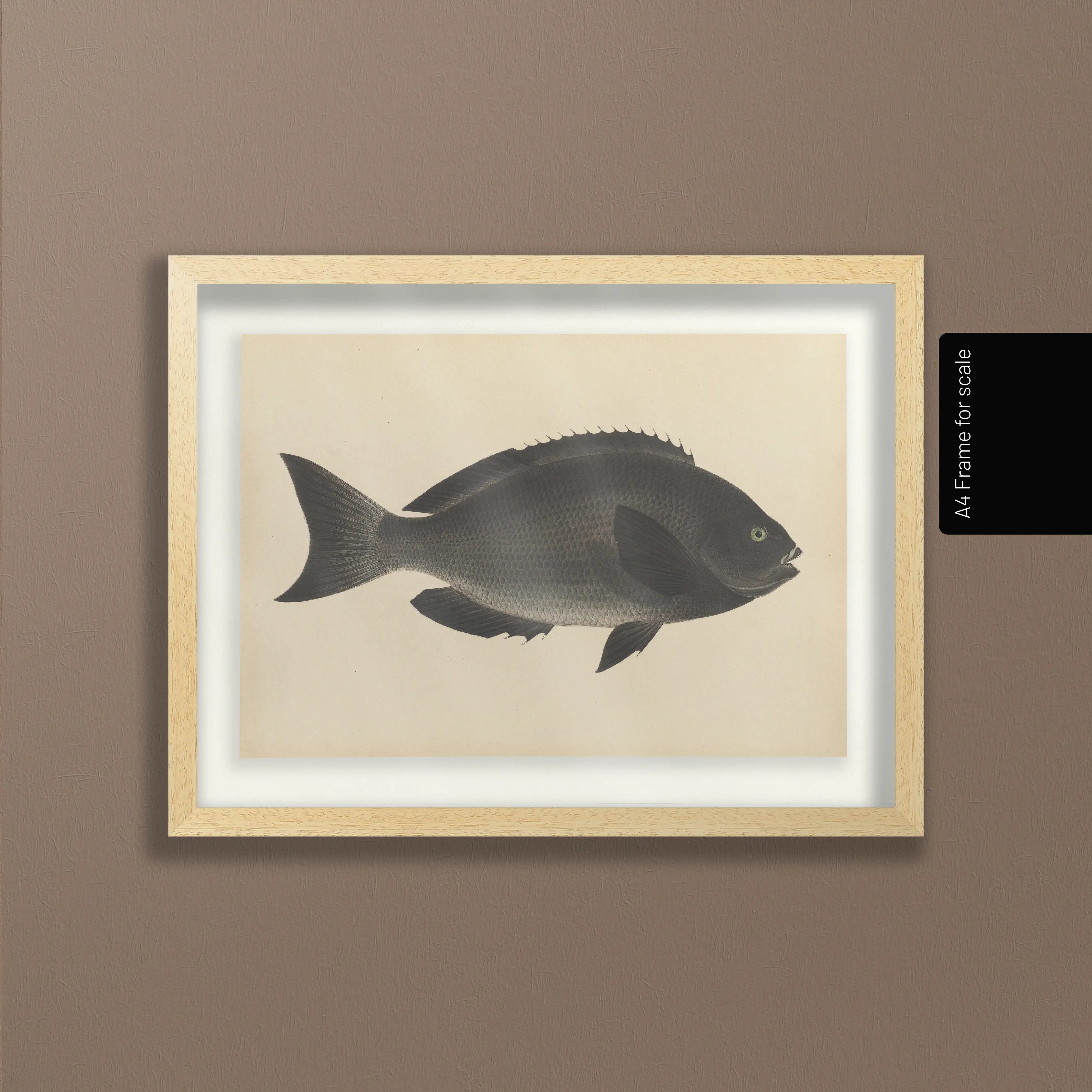 Natural History: Plate No. 69