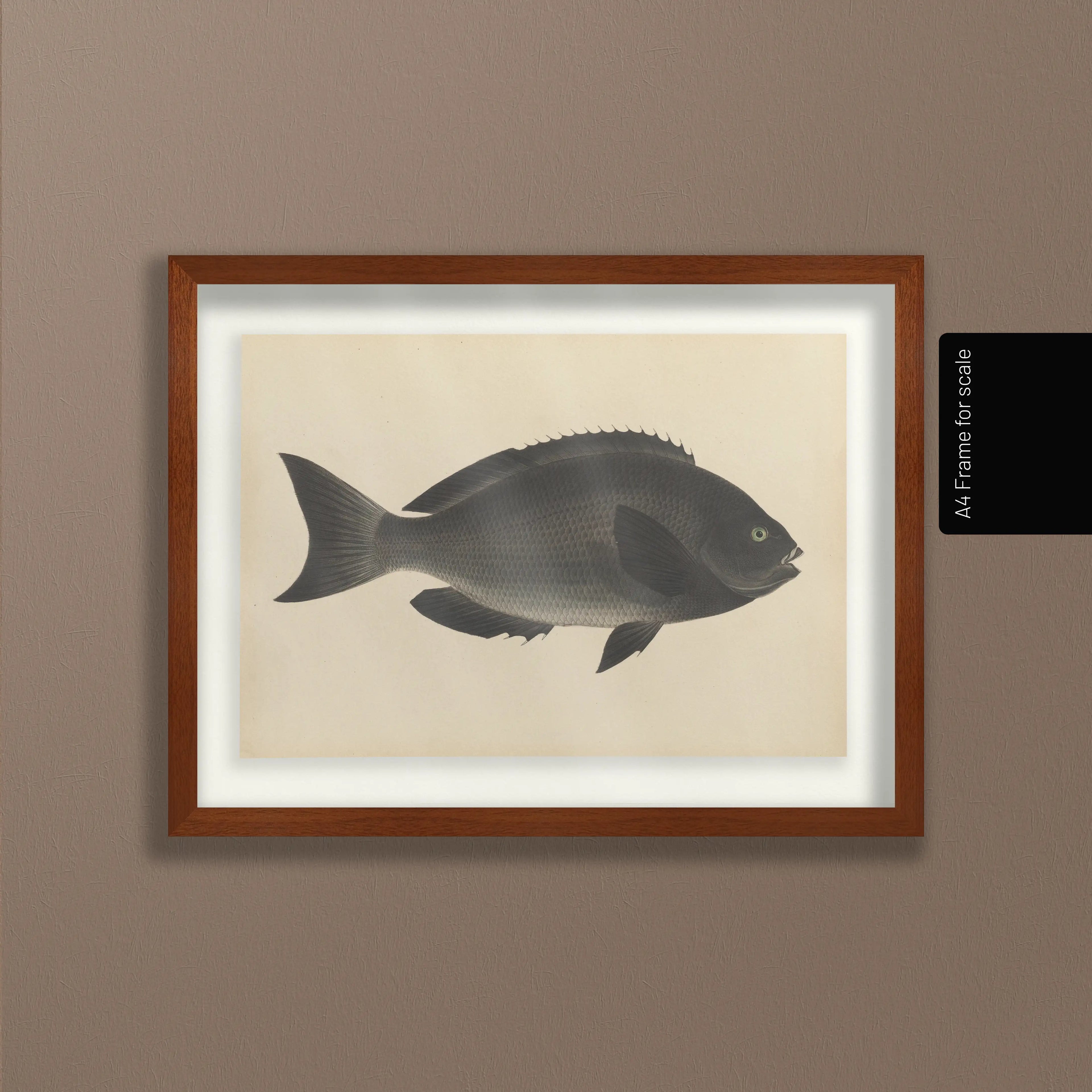 Natural History: Plate No. 69