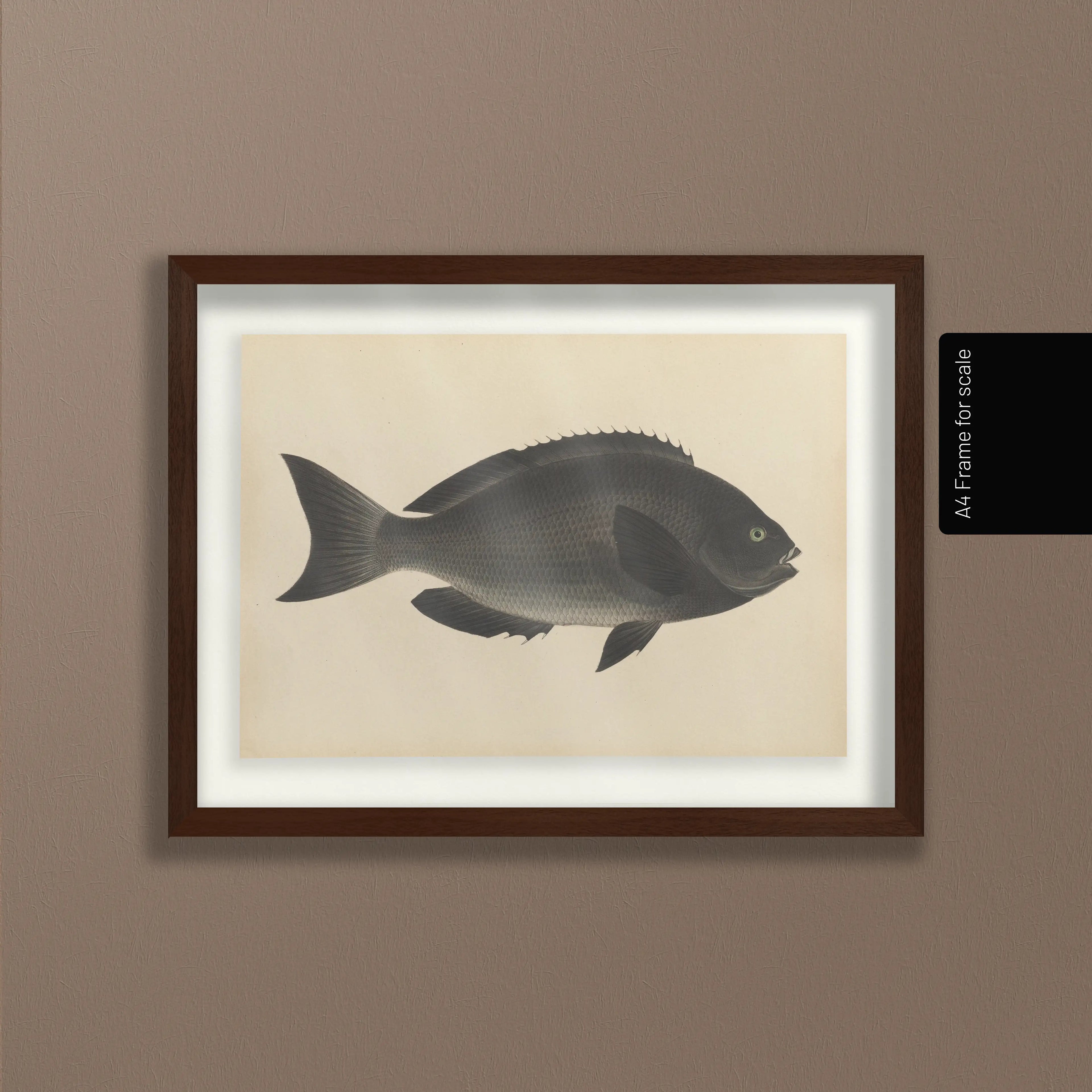 Natural History: Plate No. 69