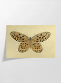 Natural History: Plate No. 70