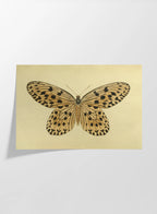 Natural History: Plate No. 70