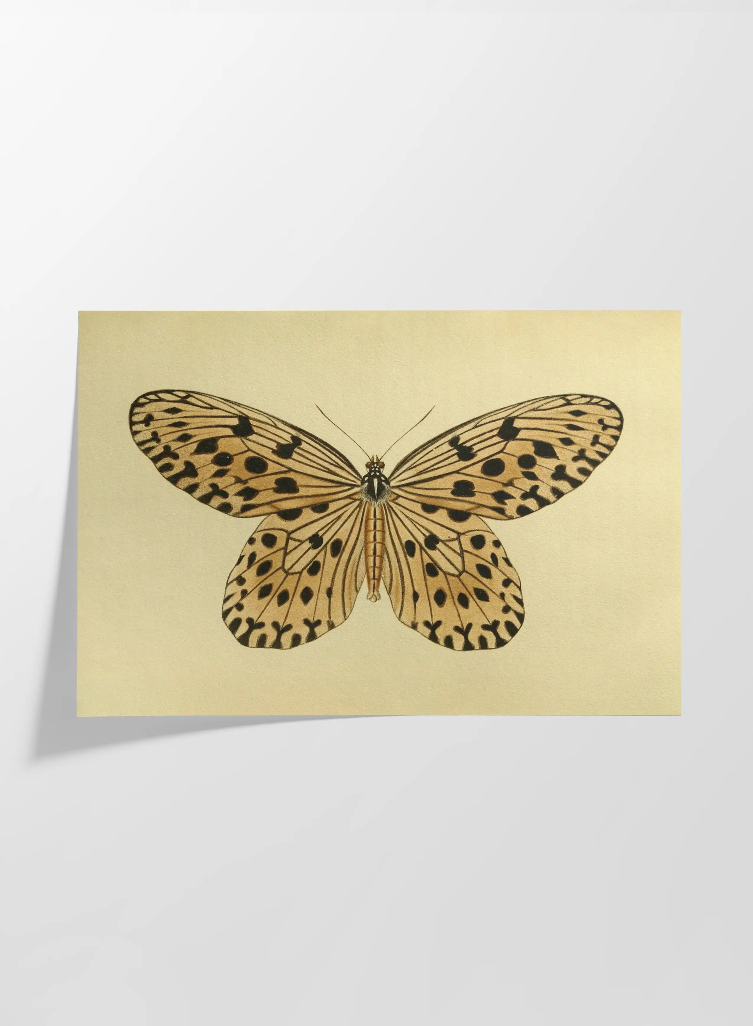 Natural History: Plate No. 70