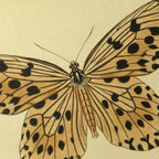 Natural History: Plate No. 70