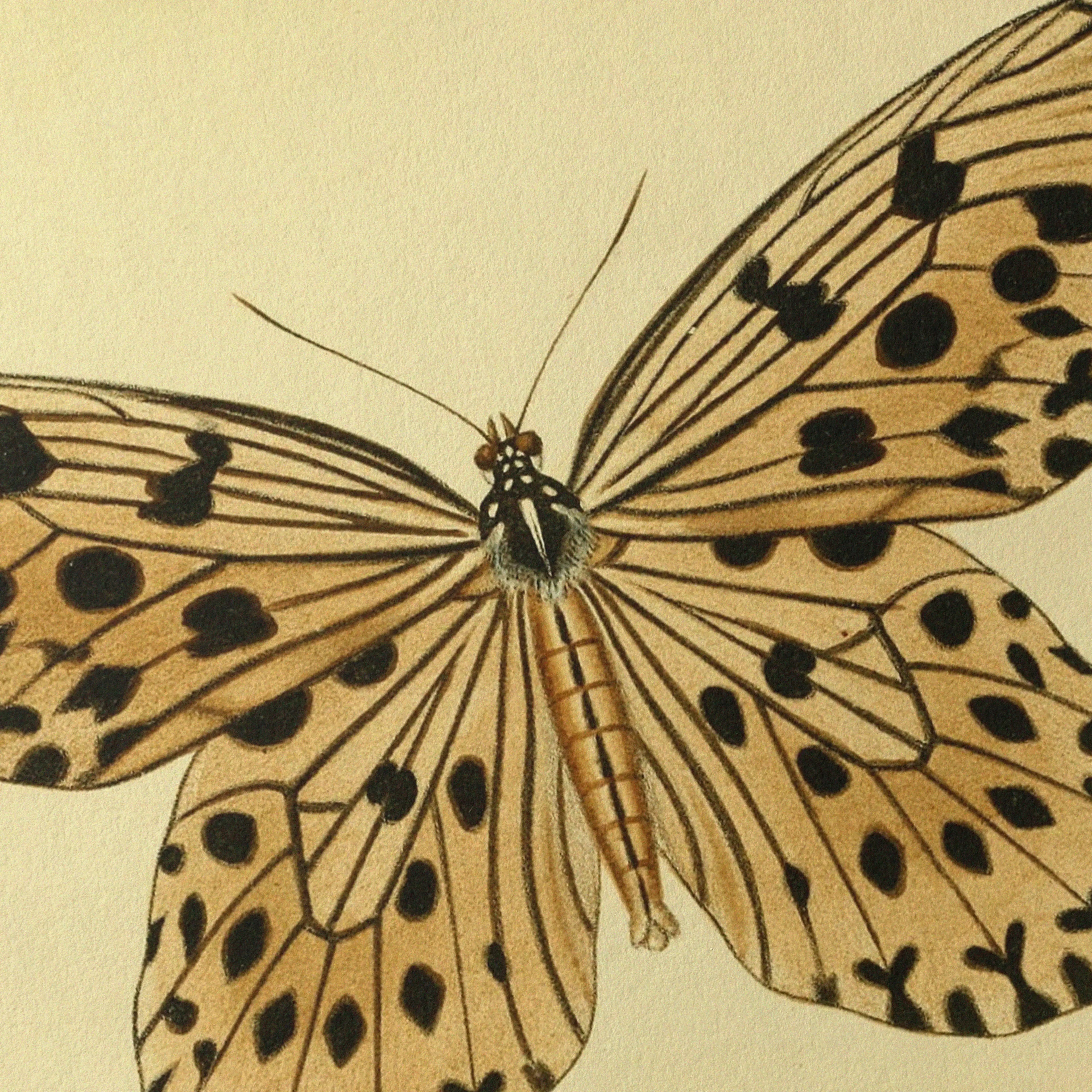 Natural History: Plate No. 70