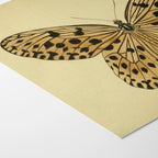 Natural History: Plate No. 70
