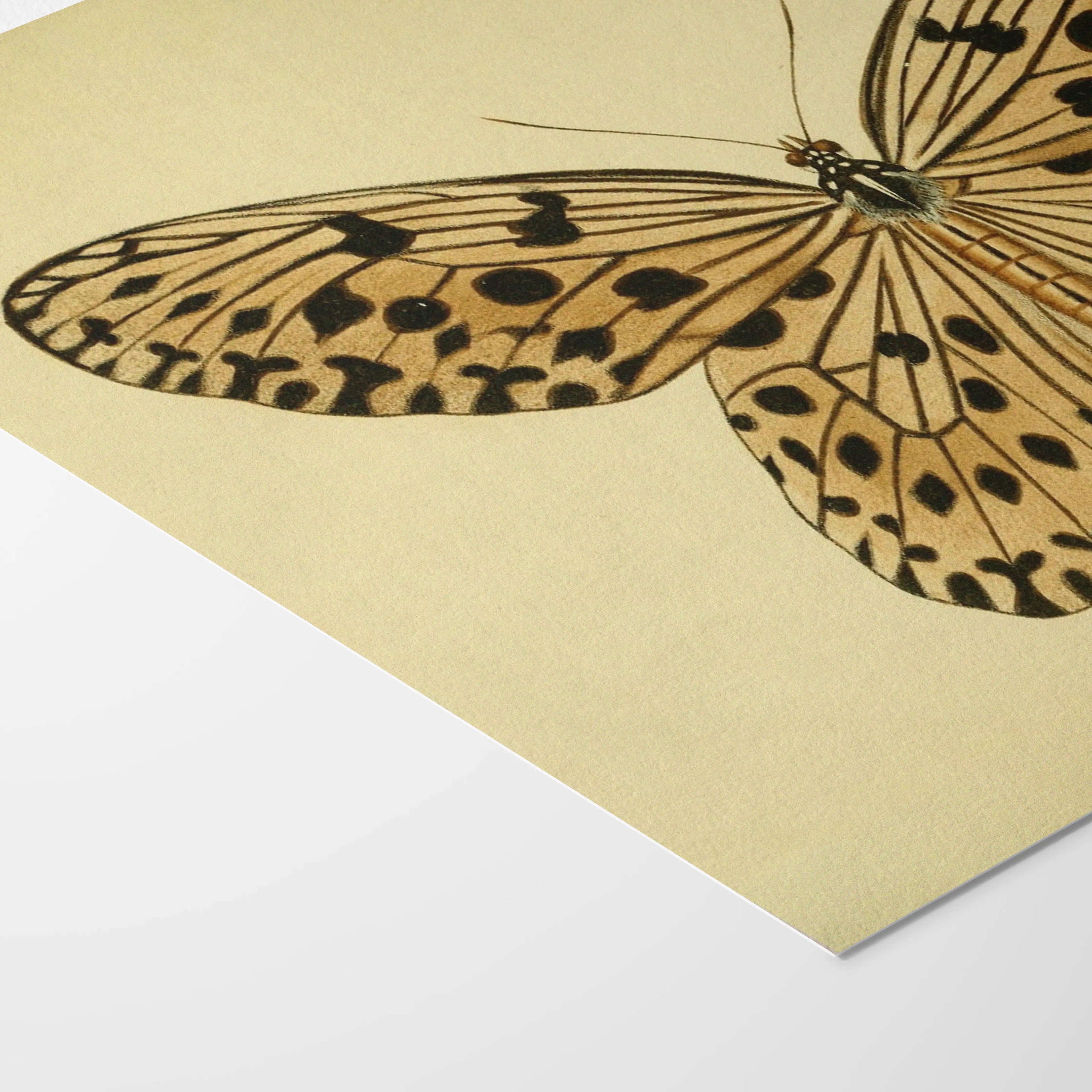 Natural History: Plate No. 70