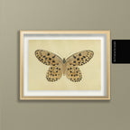 Natural History: Plate No. 70