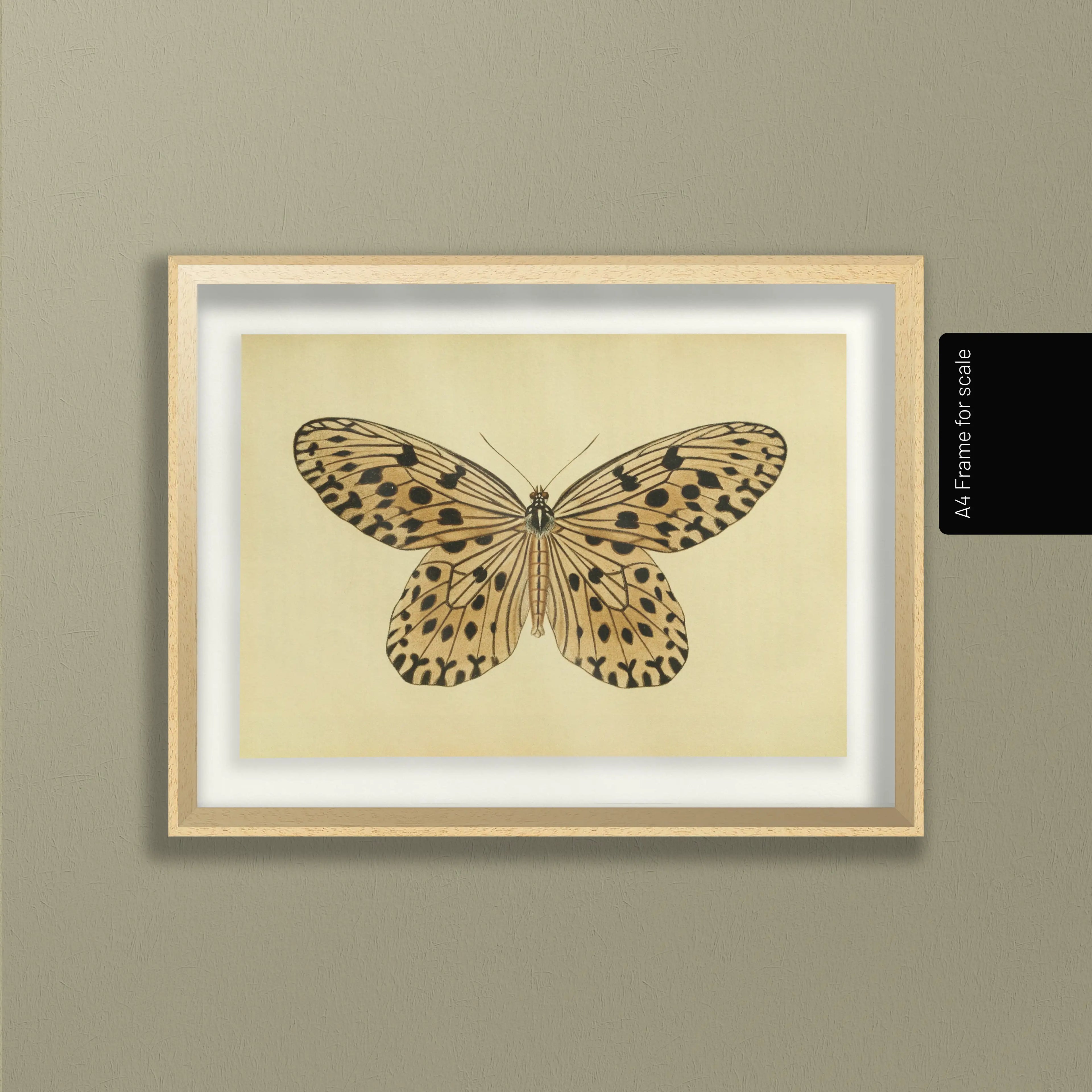 Natural History: Plate No. 70