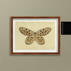 Natural History: Plate No. 70