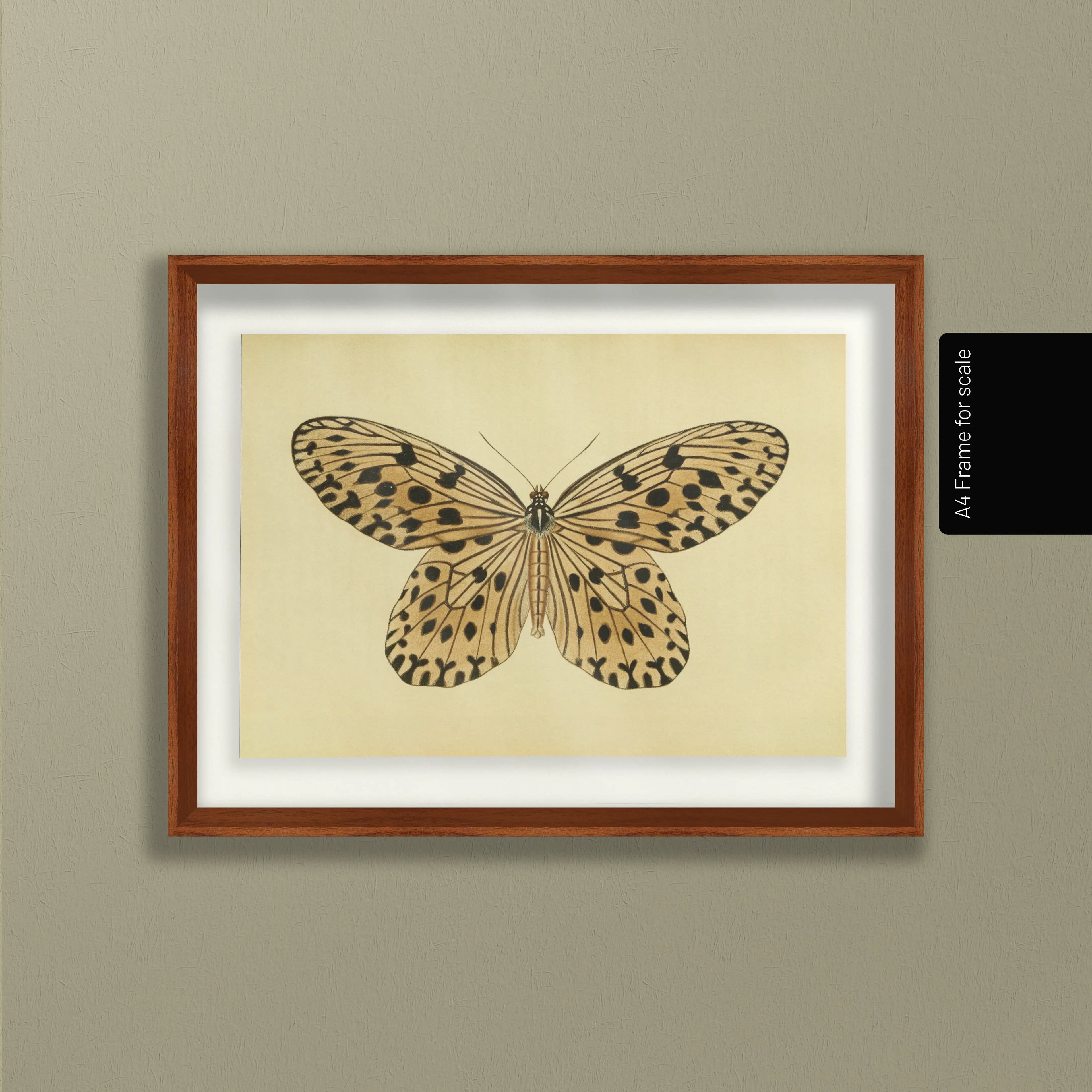 Natural History: Plate No. 70