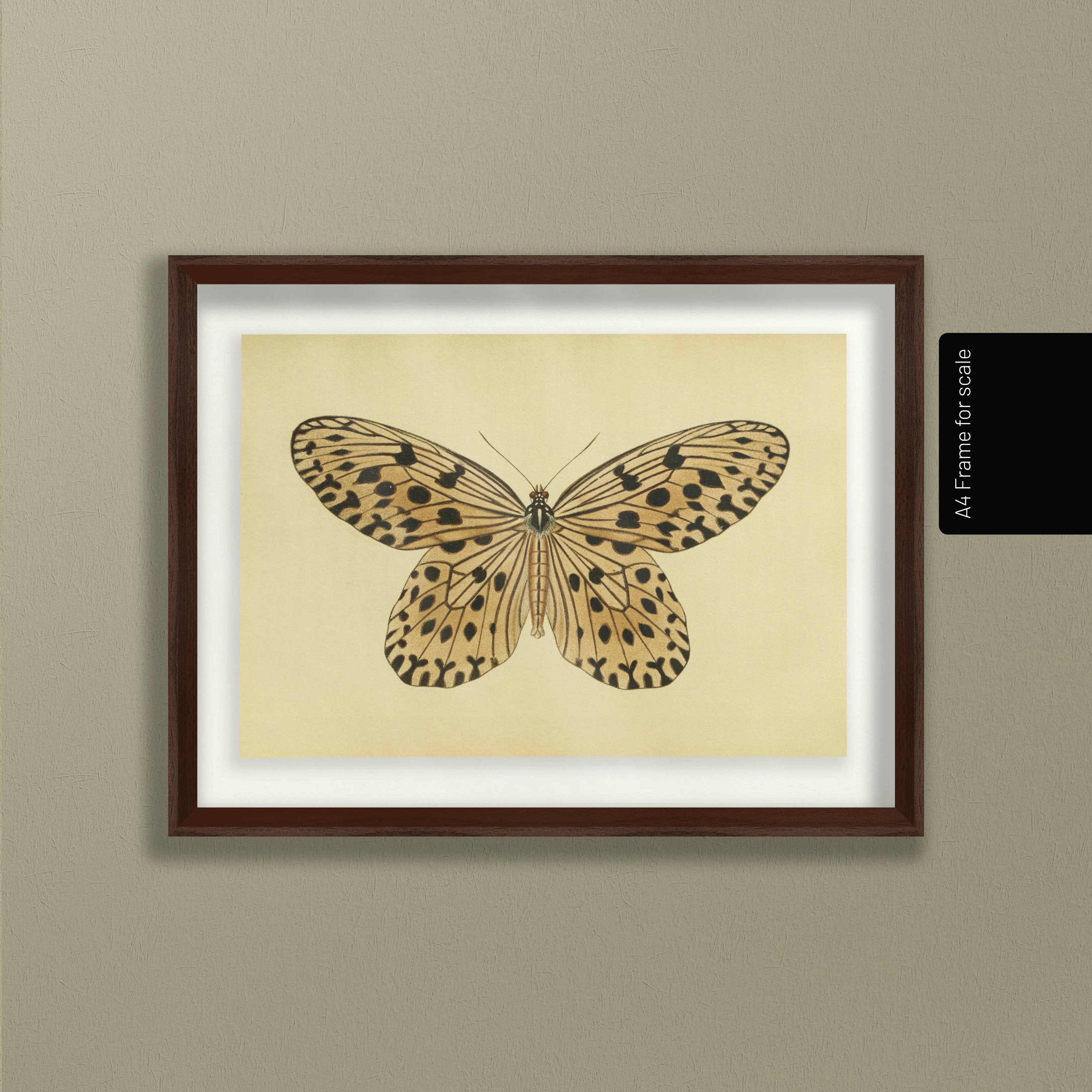 Natural History: Plate No. 70