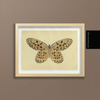 Natural History: Plate No. 70