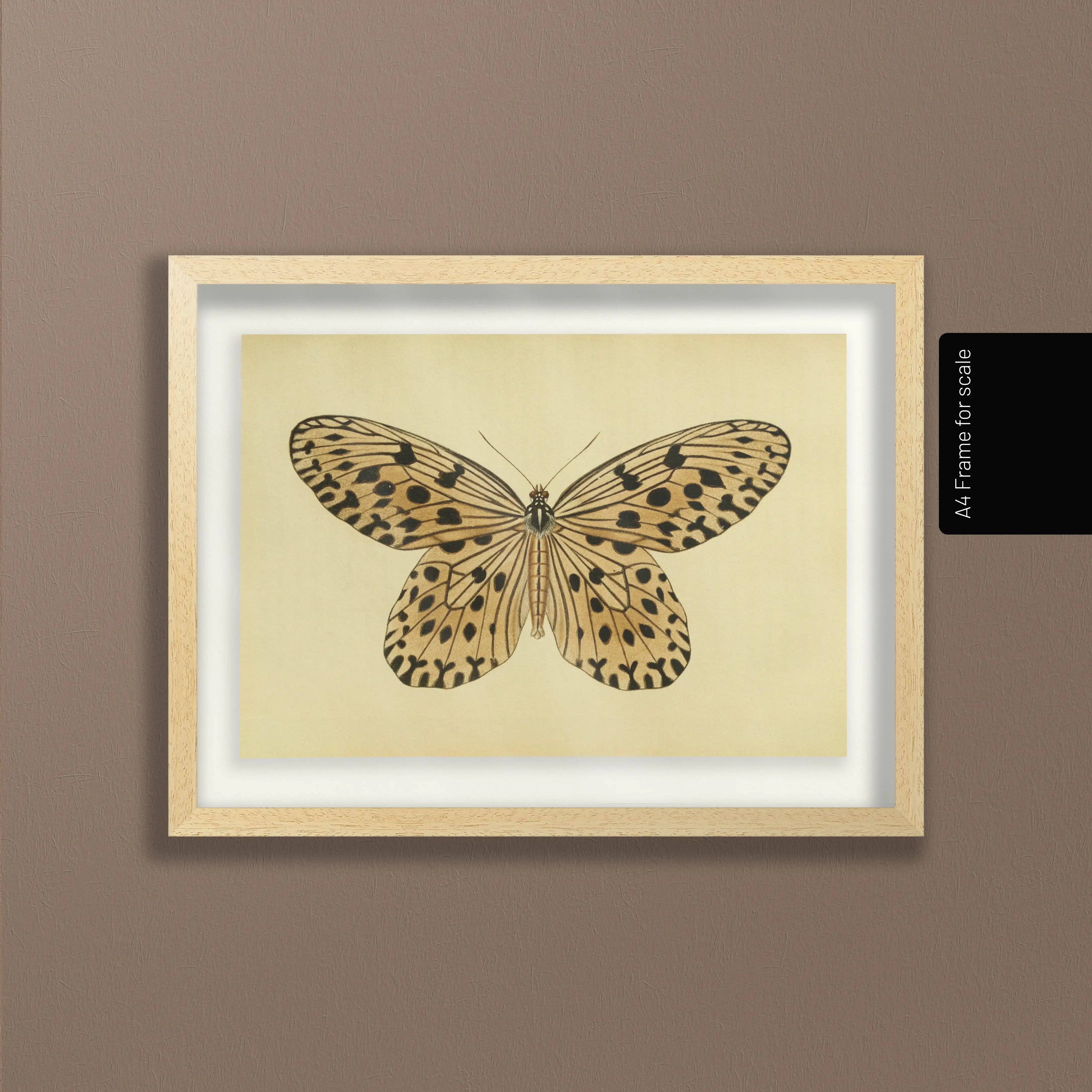 Natural History: Plate No. 70