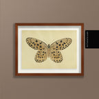 Natural History: Plate No. 70