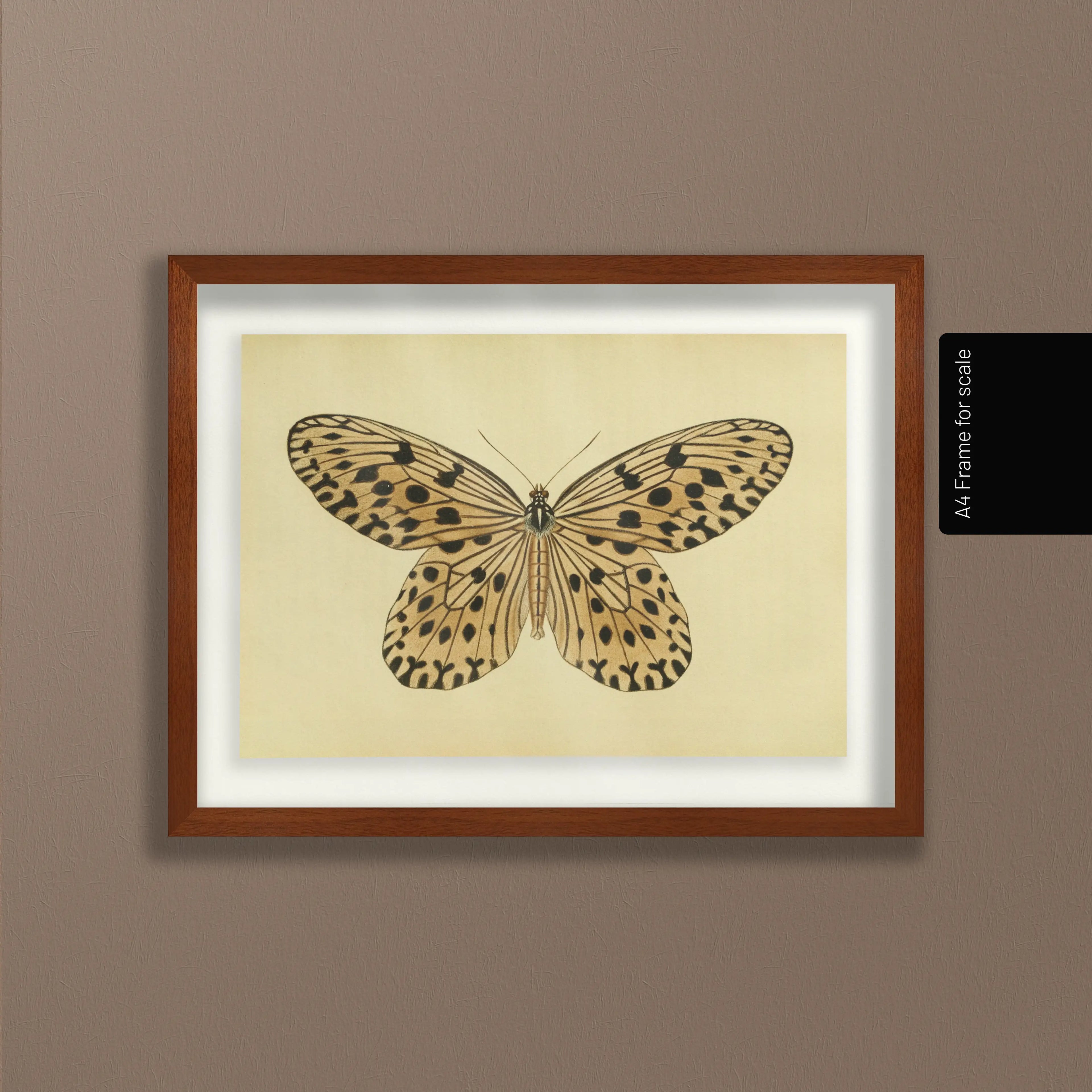 Natural History: Plate No. 70