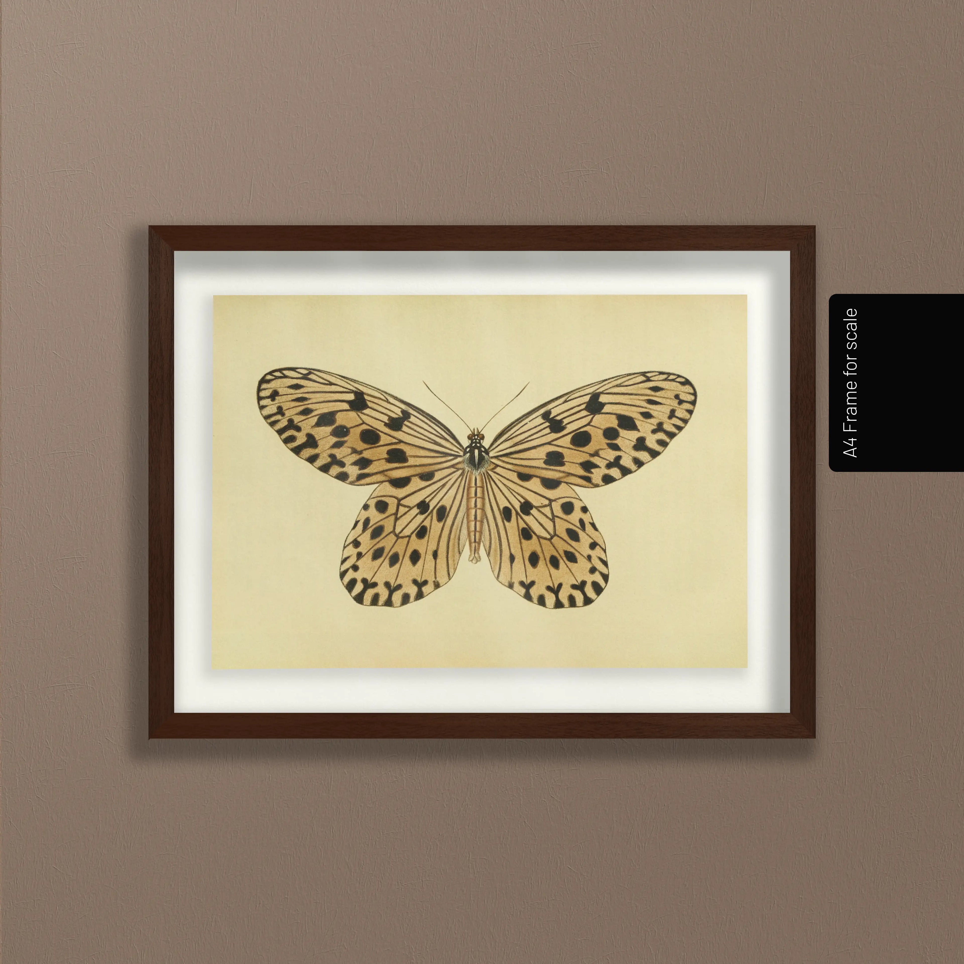Natural History: Plate No. 70
