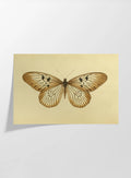 Natural History: Plate No. 71