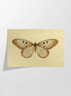 Natural History: Plate No. 71