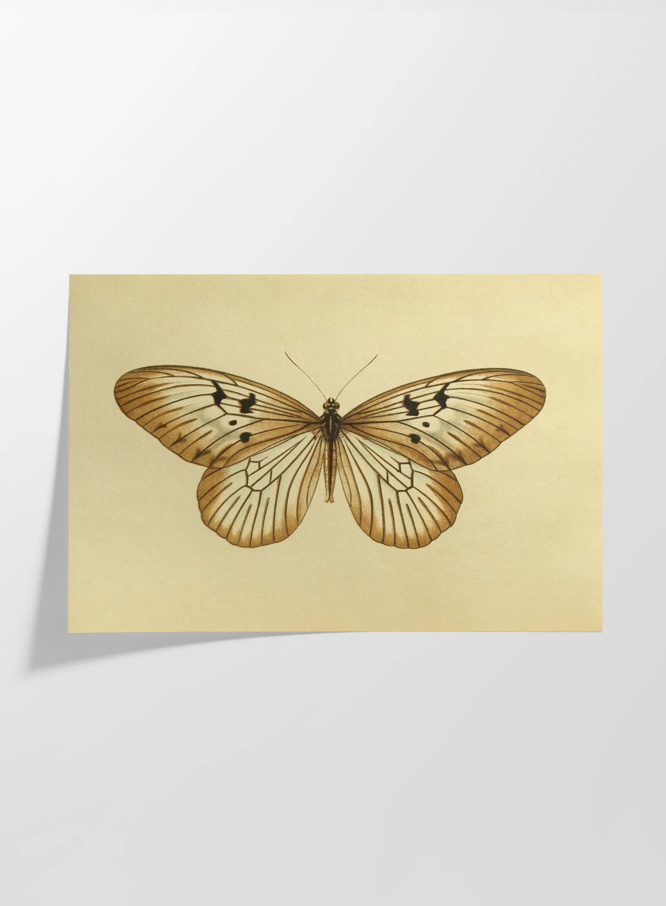 Natural History: Plate No. 71