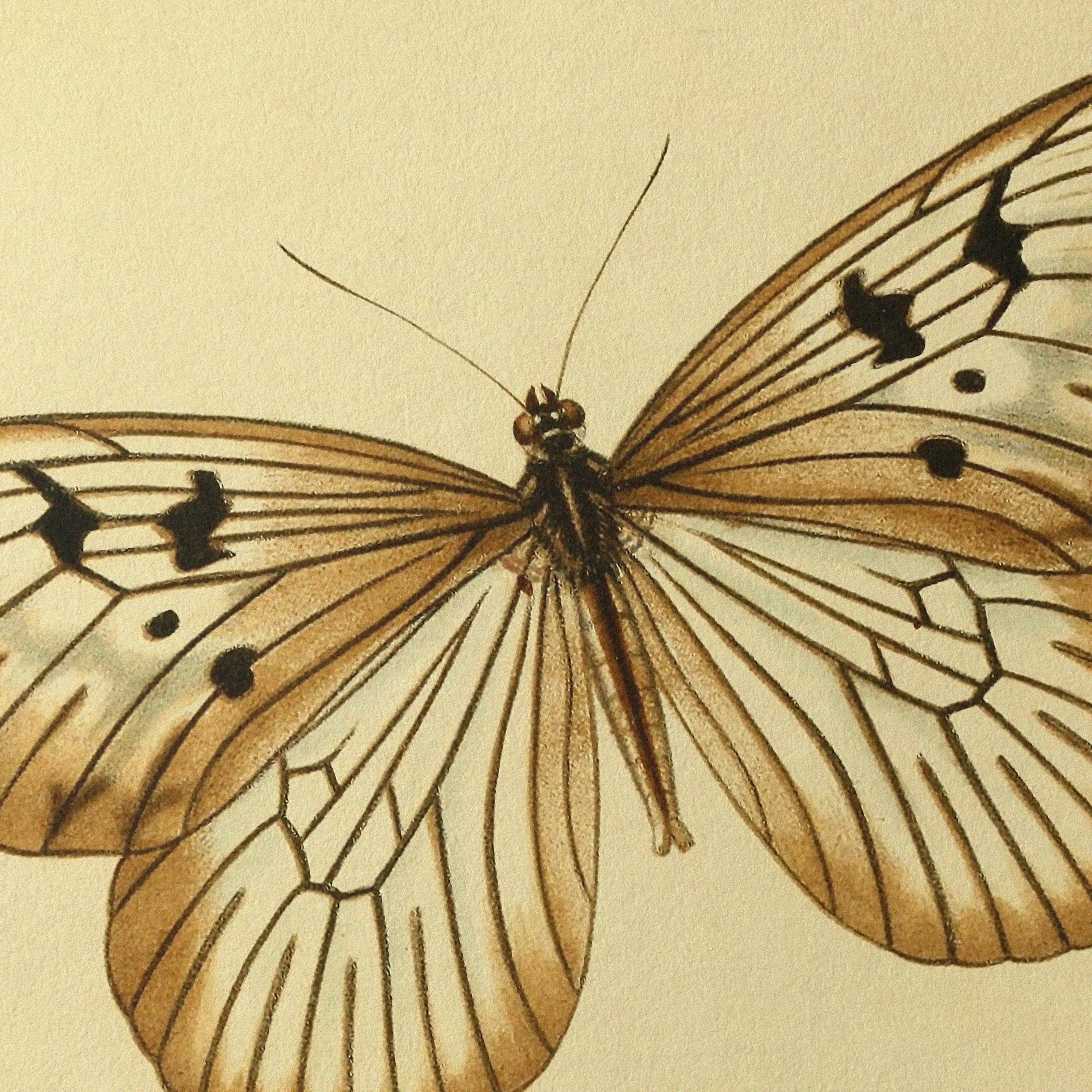 Natural History: Plate No. 71