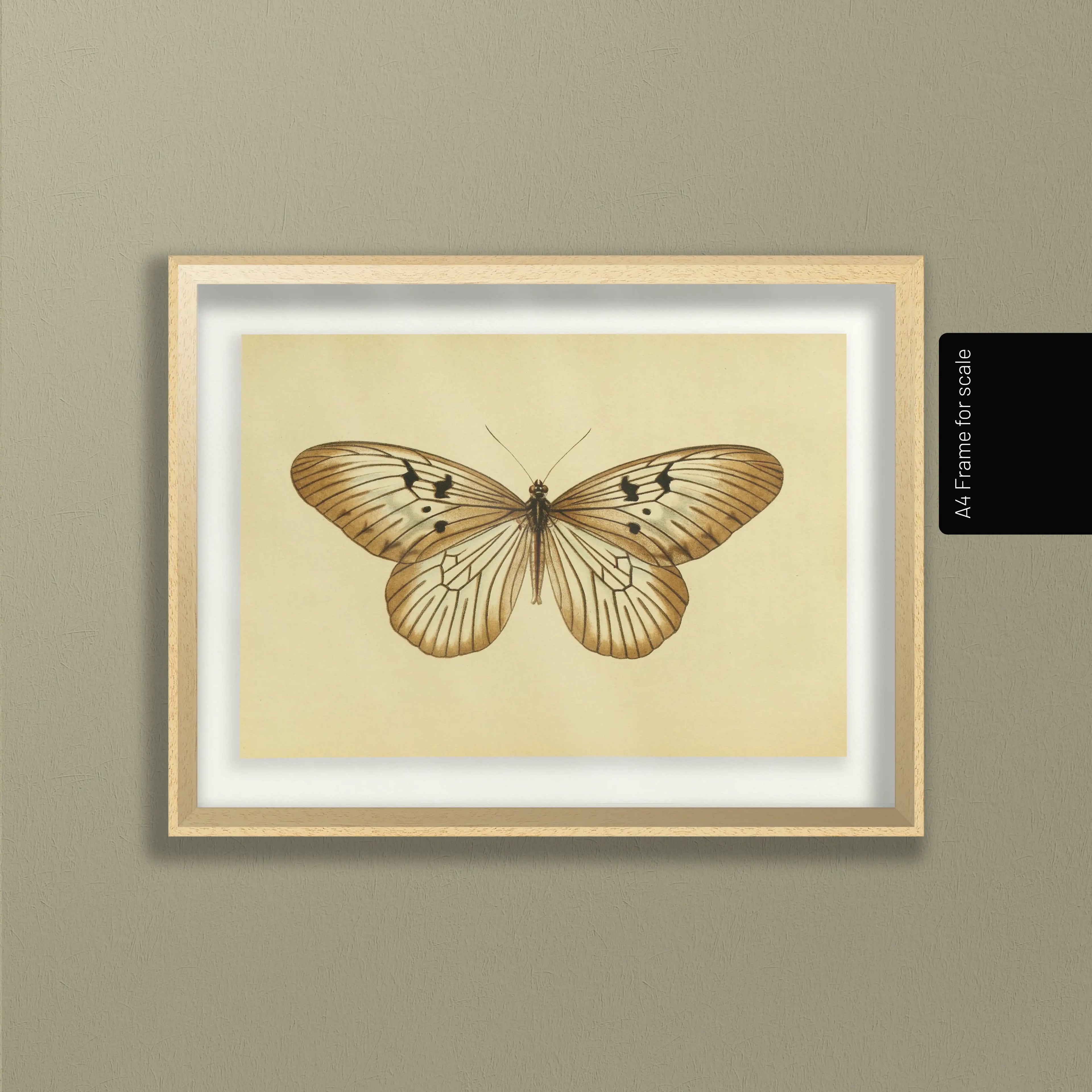 Natural History: Plate No. 71